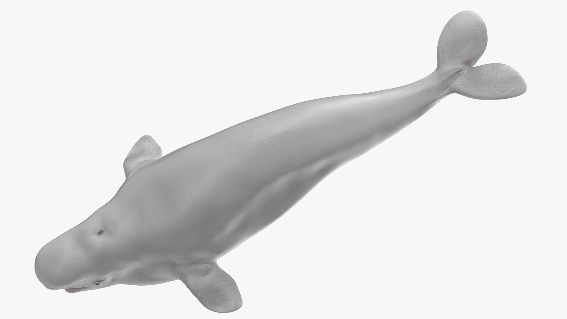 3D model Beluga Whale Young Rigged
