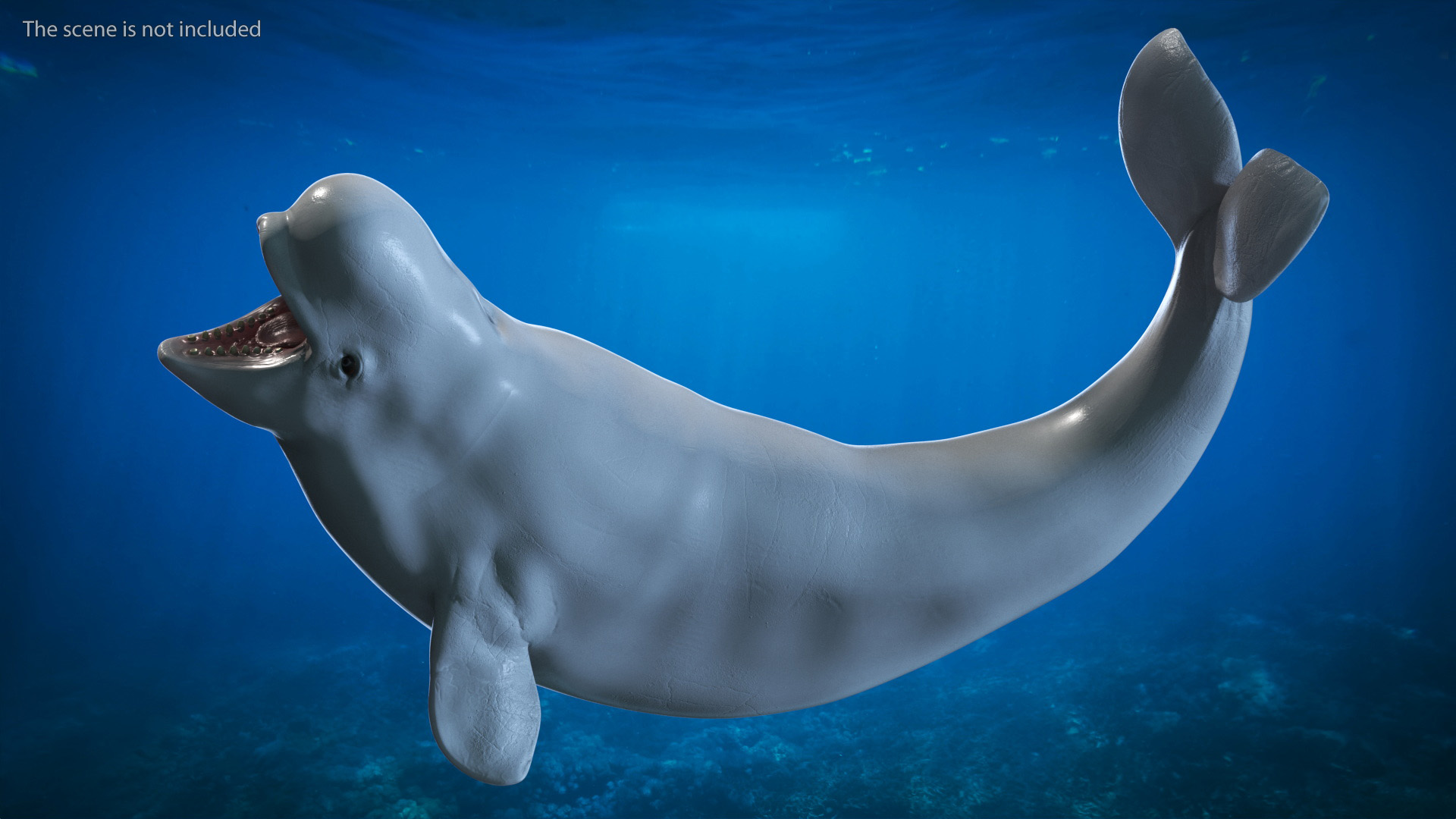 3D model Beluga Whale Young Rigged