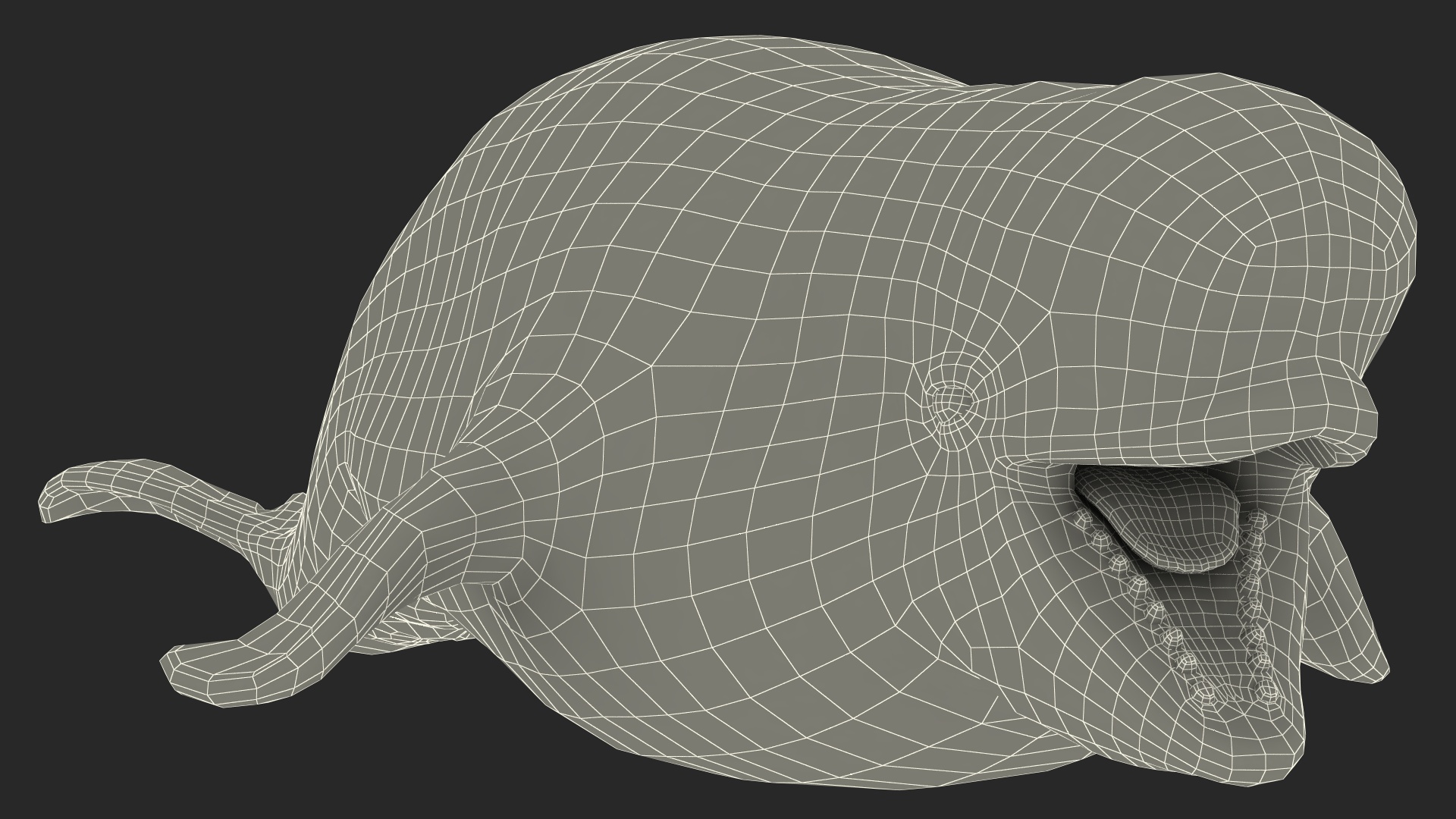 3D model Beluga Whale Young Rigged