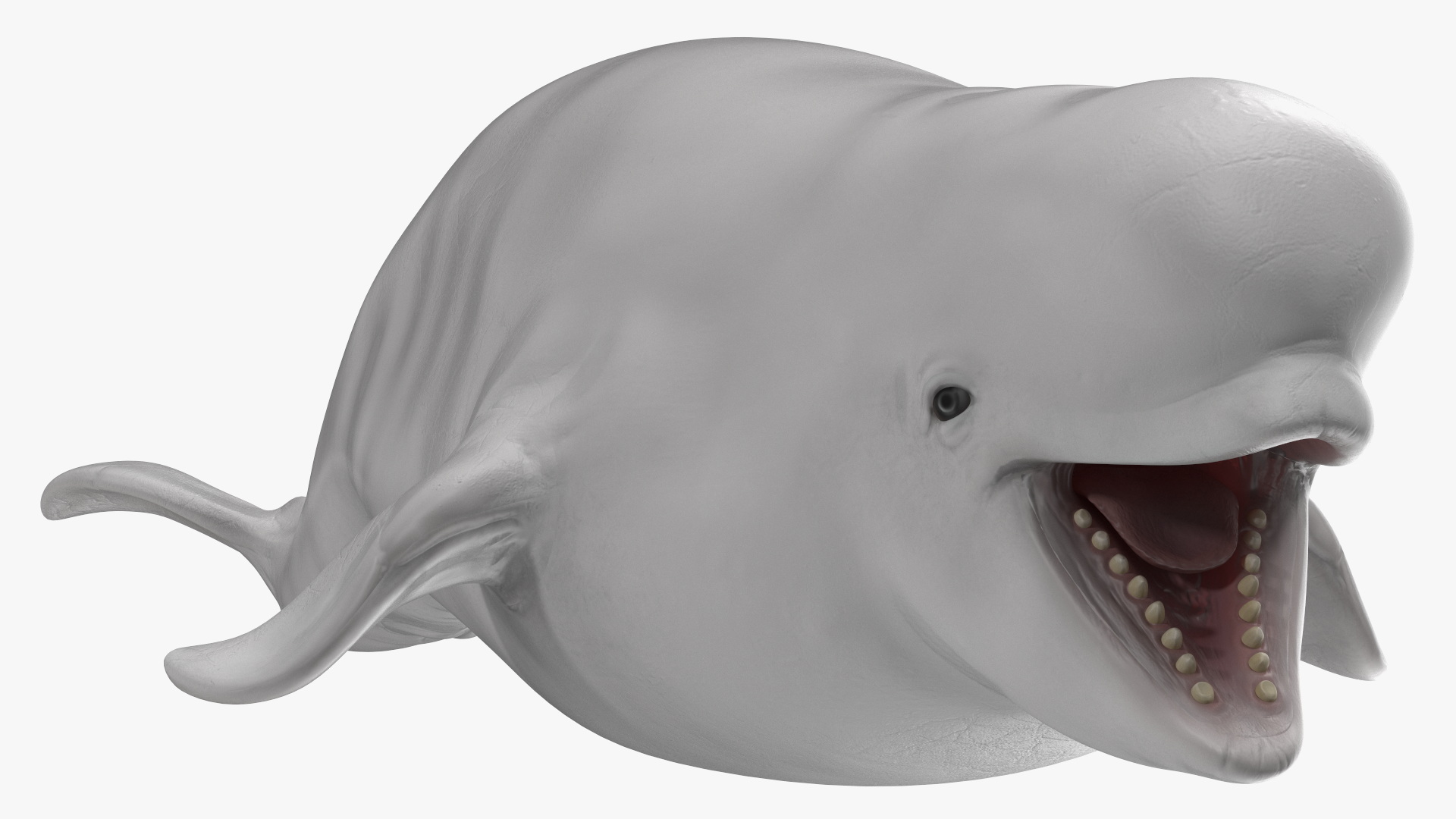 3D model Beluga Whale Young Rigged