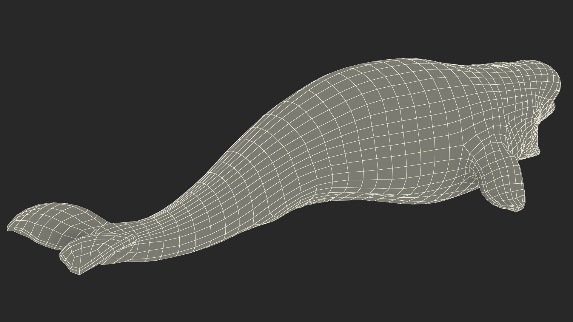 3D model Beluga Whale Young Rigged