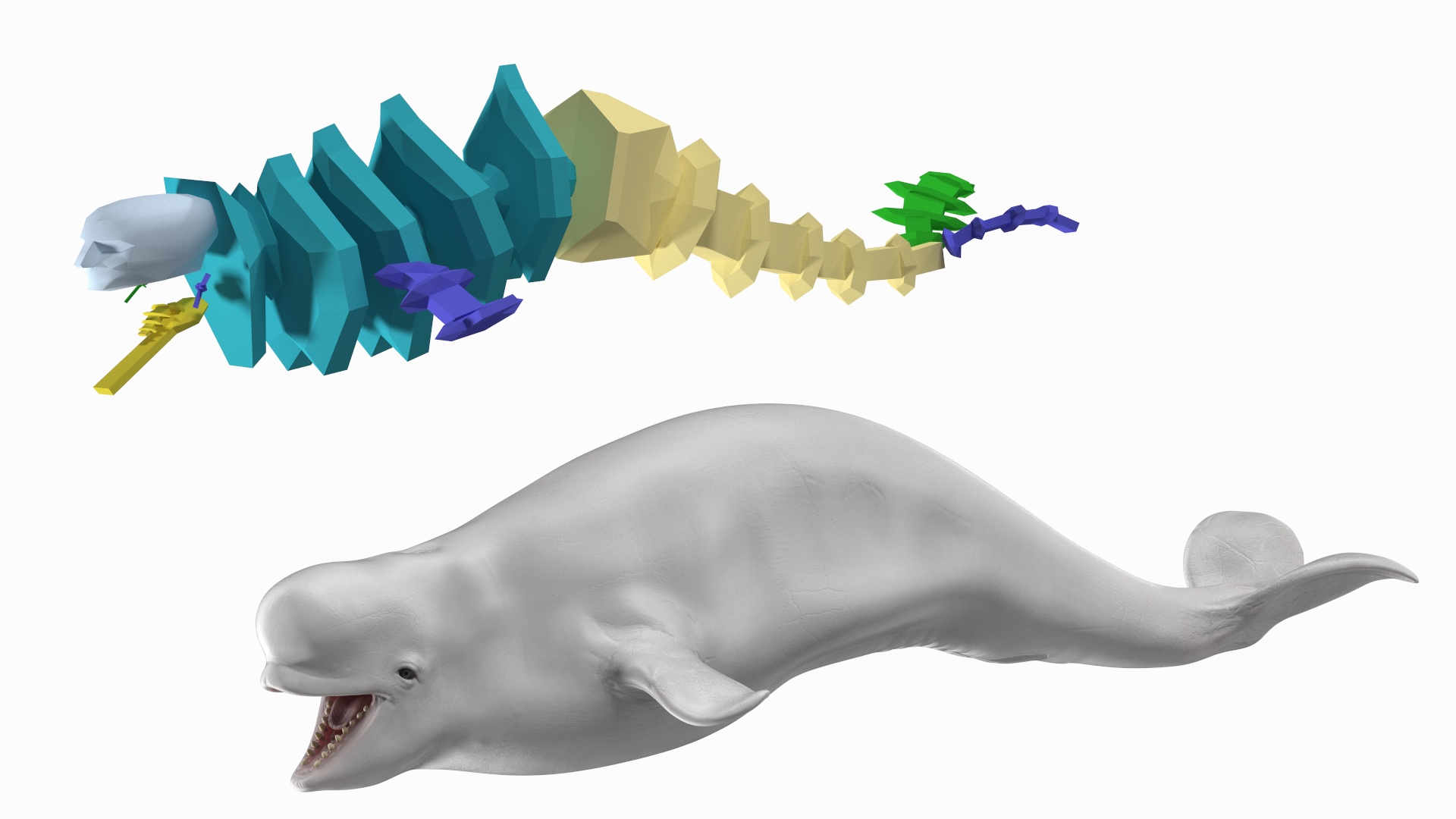 3D model Beluga Whale Young Rigged