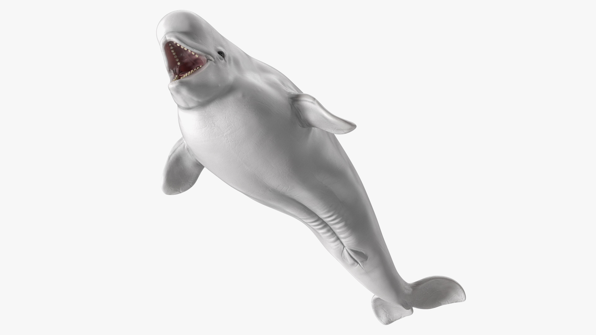 3D model Beluga Whale Young Rigged