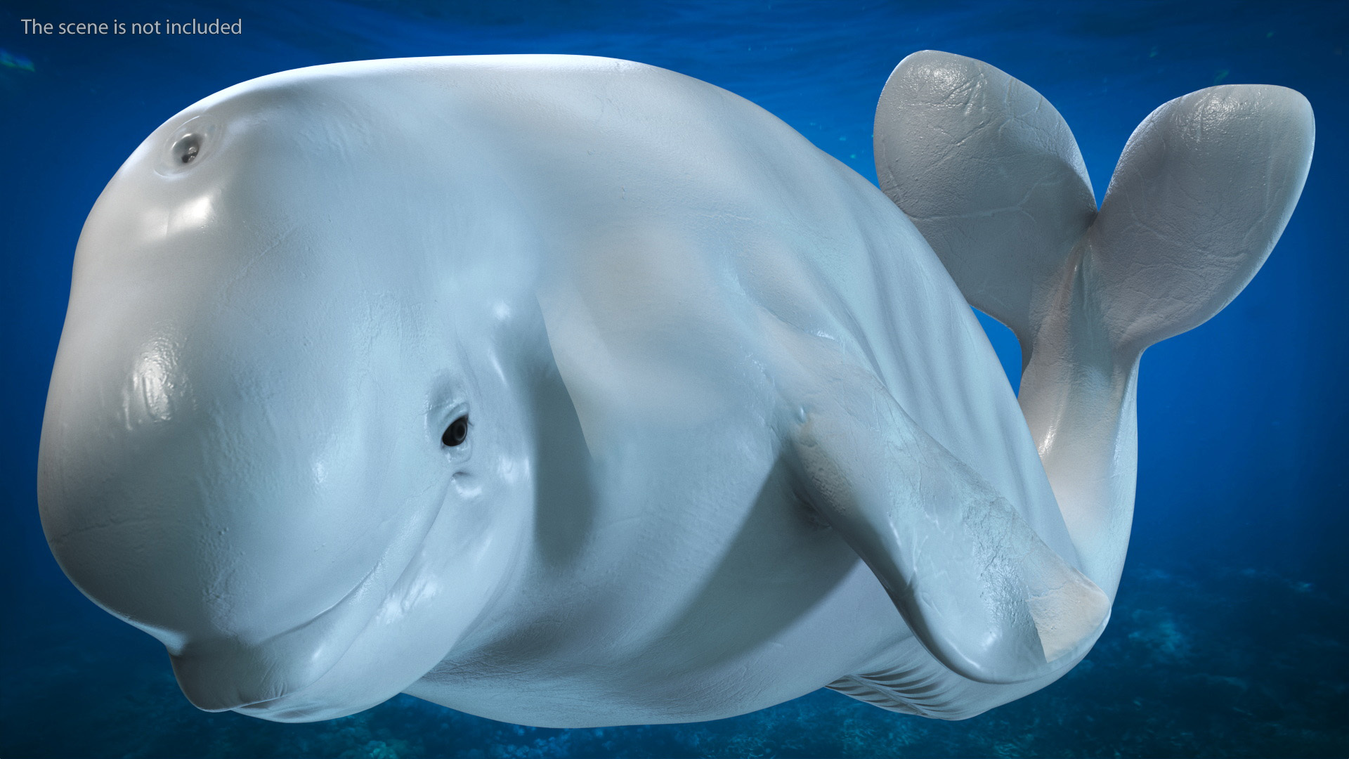 3D model Beluga Whale Young Rigged