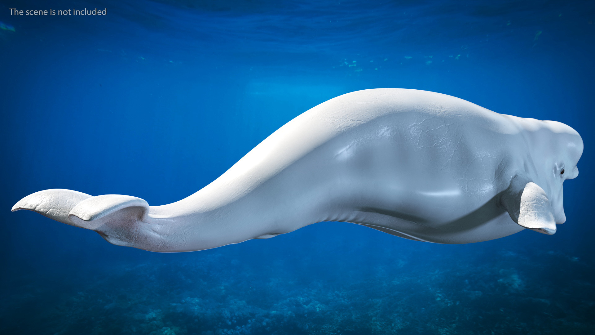 3D model Beluga Whale Young Rigged