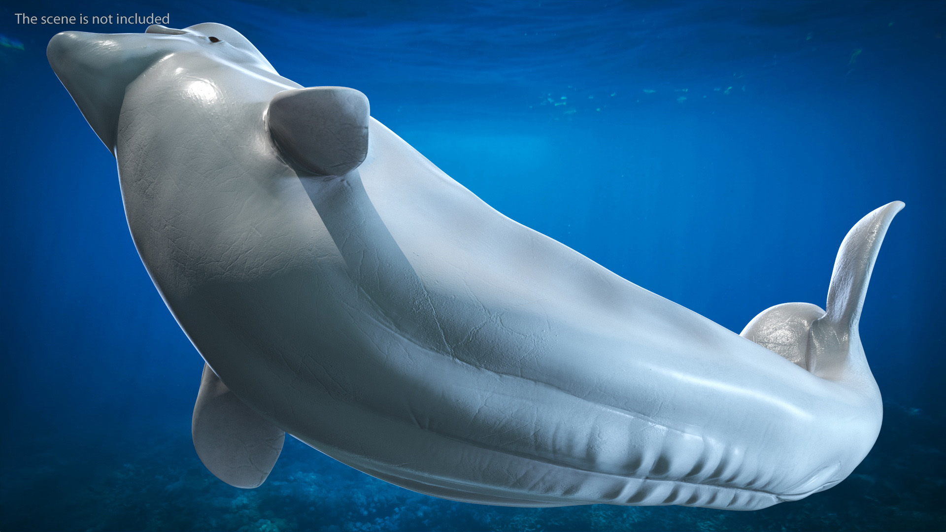 3D model Beluga Whale Young Rigged