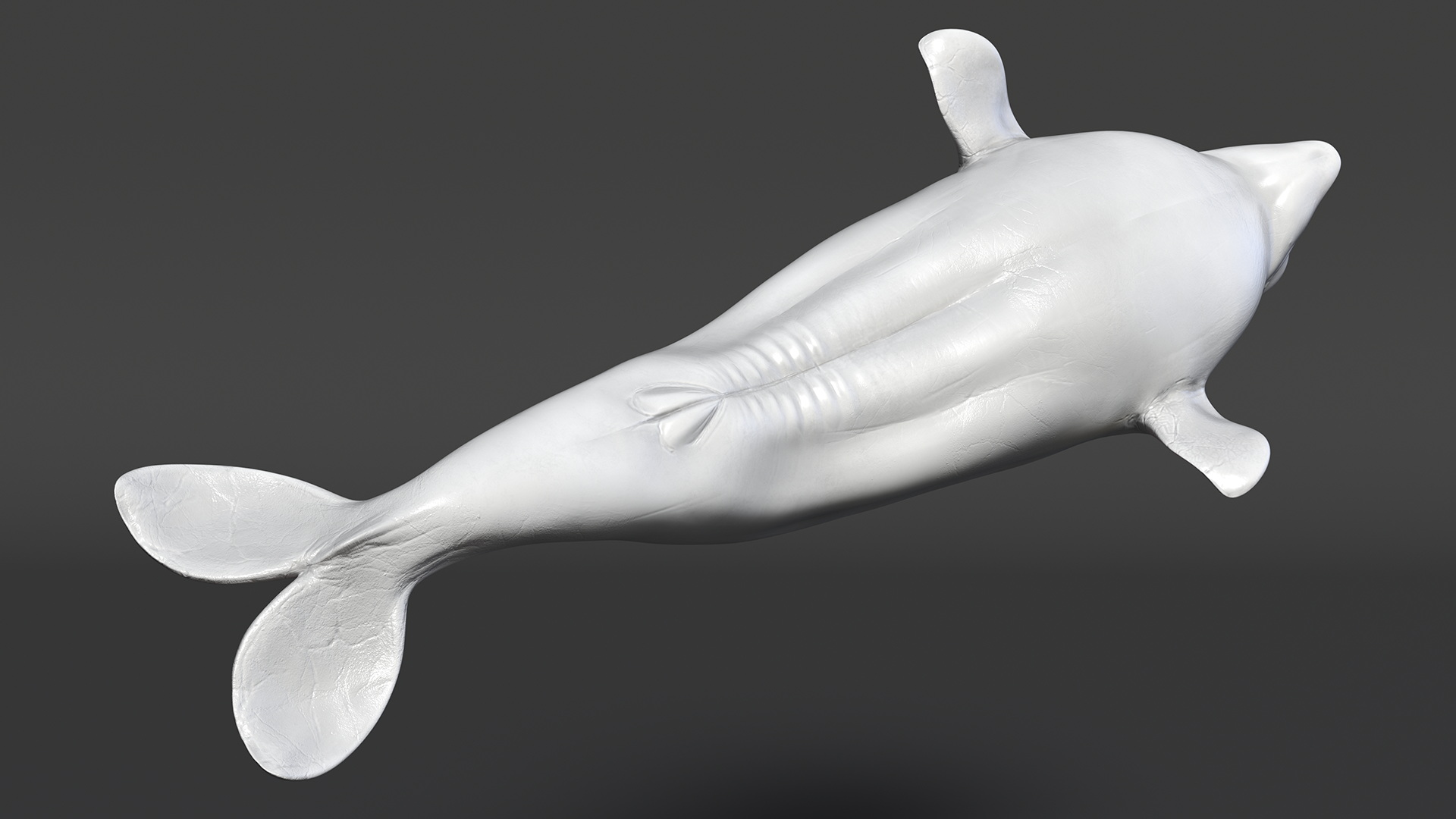 3D model Beluga Whale Young Rigged