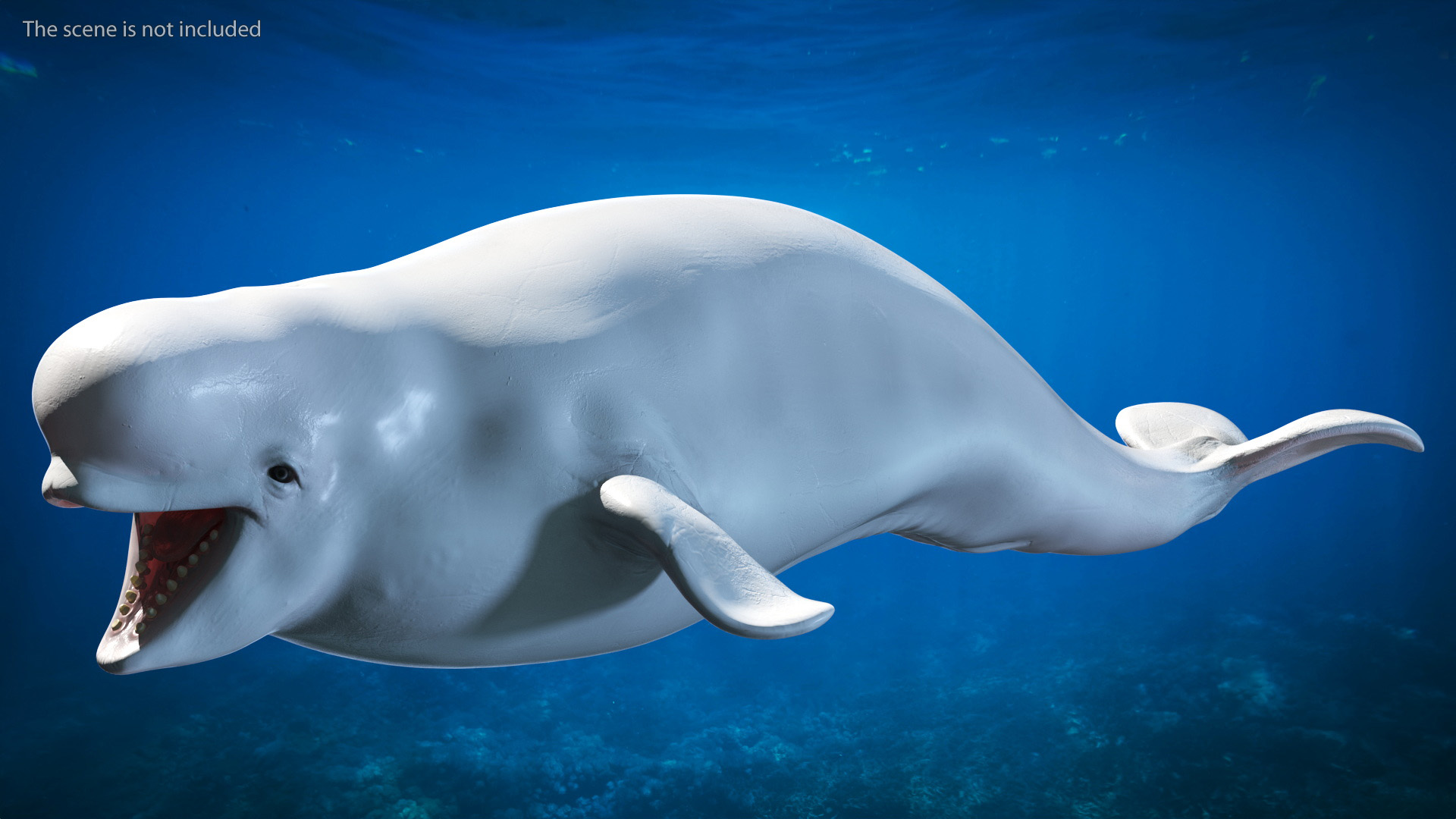 3D model Beluga Whale Young Rigged