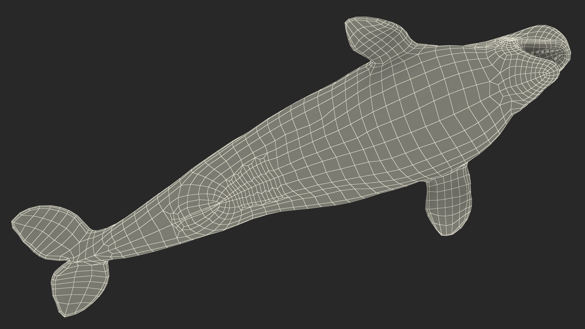 3D model Beluga Whale Young Rigged