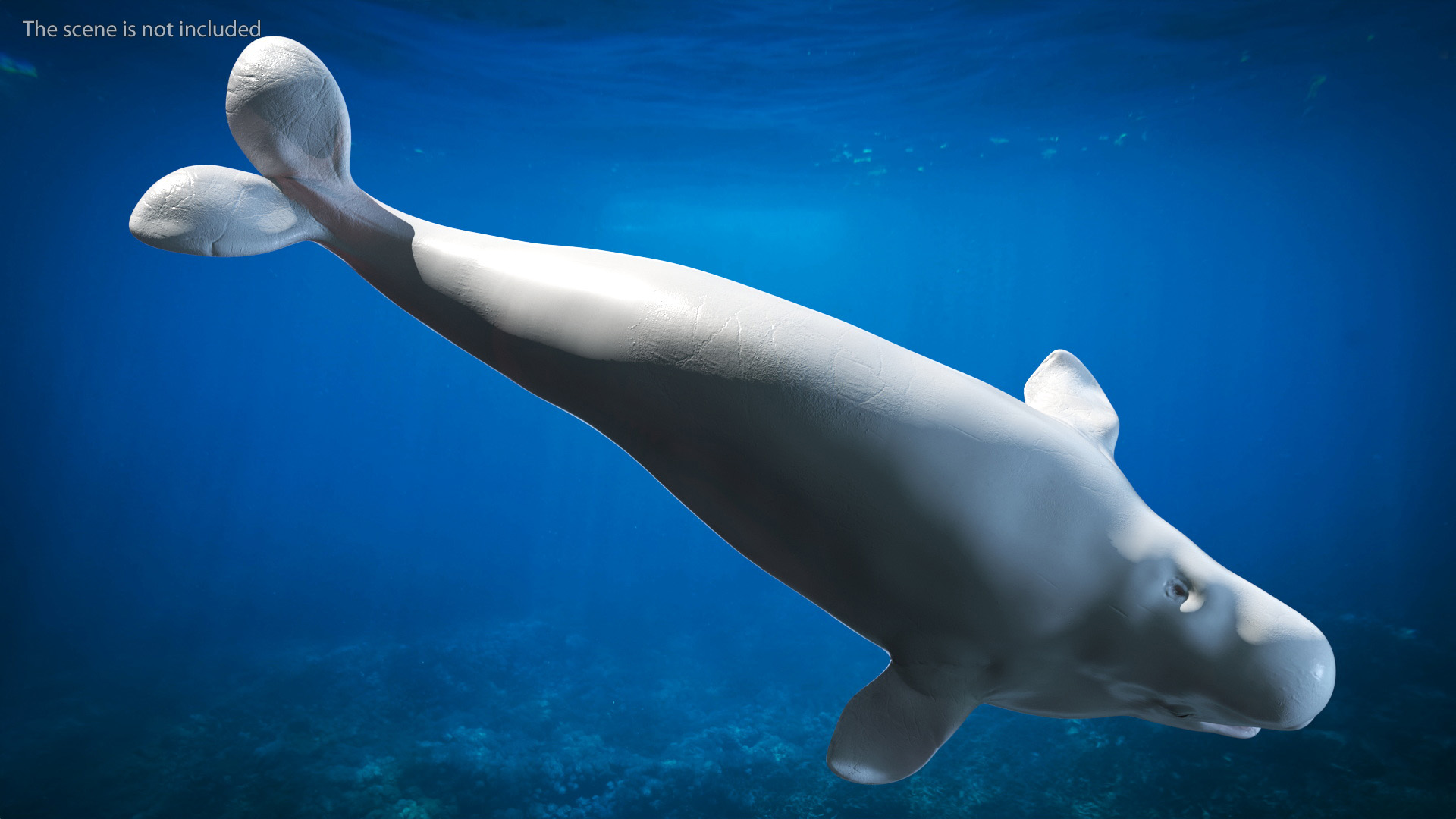 3D model Beluga Whale Young Rigged
