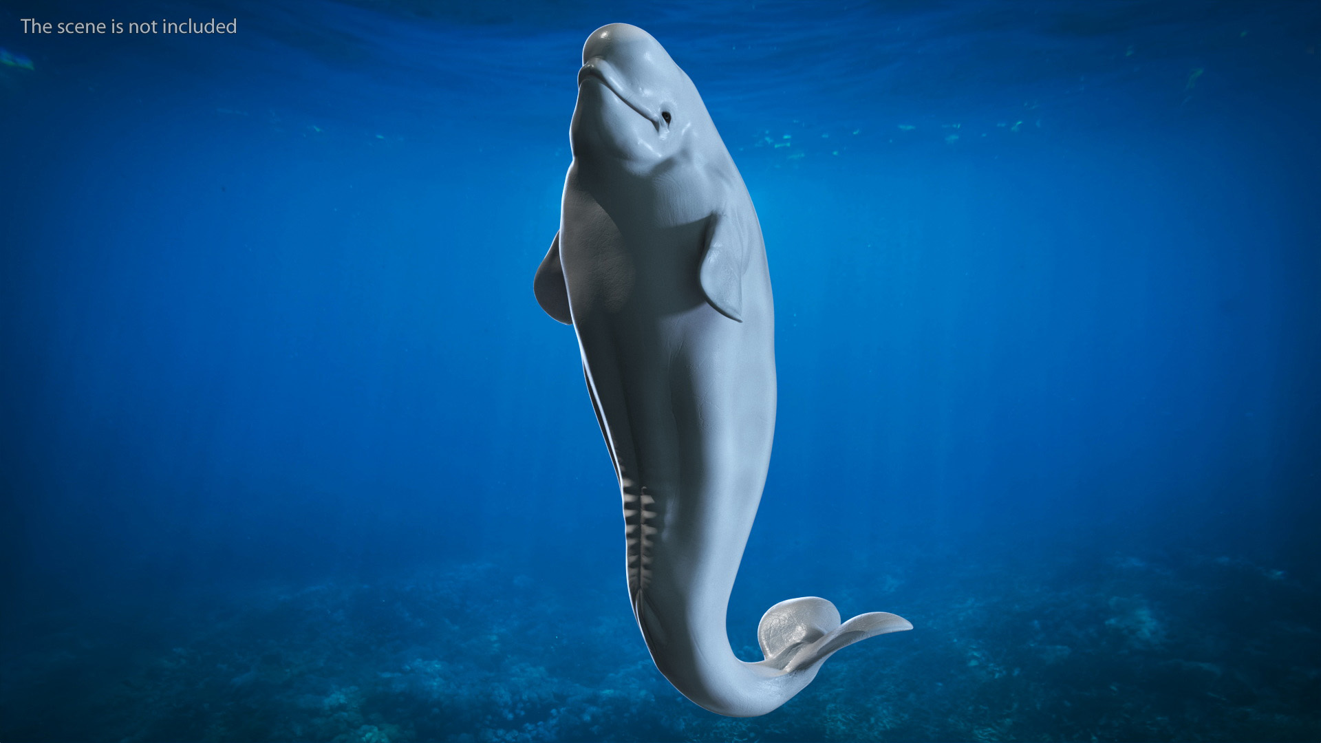 3D model Beluga Whale Young Rigged