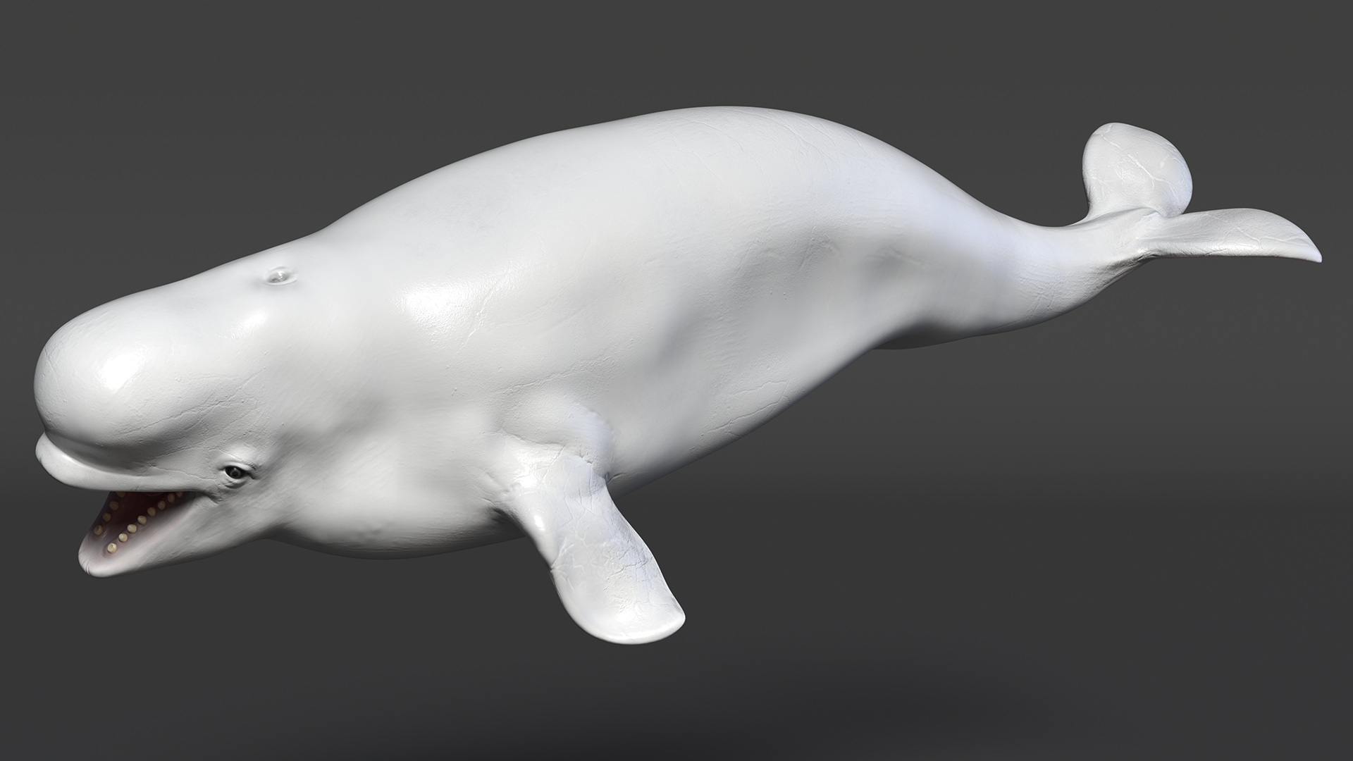 3D model Beluga Whale Young Rigged