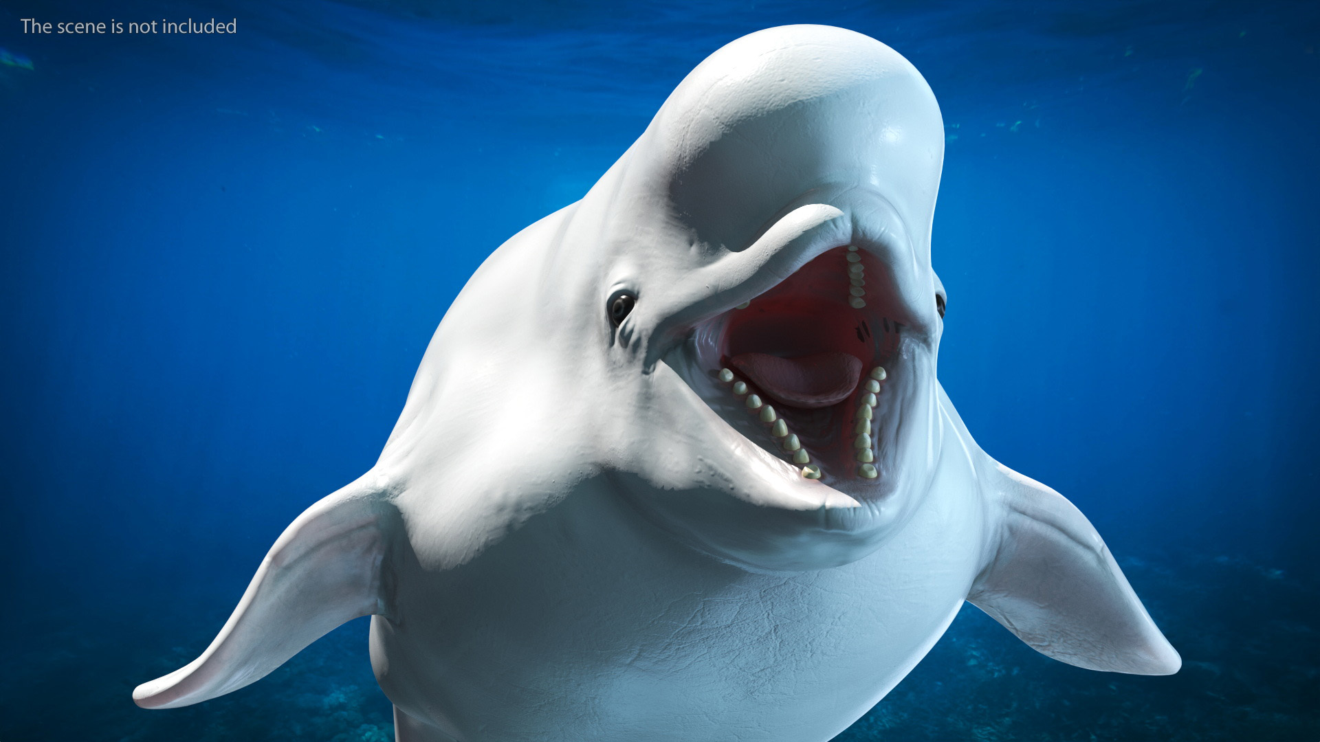 3D model Beluga Whale Young Rigged