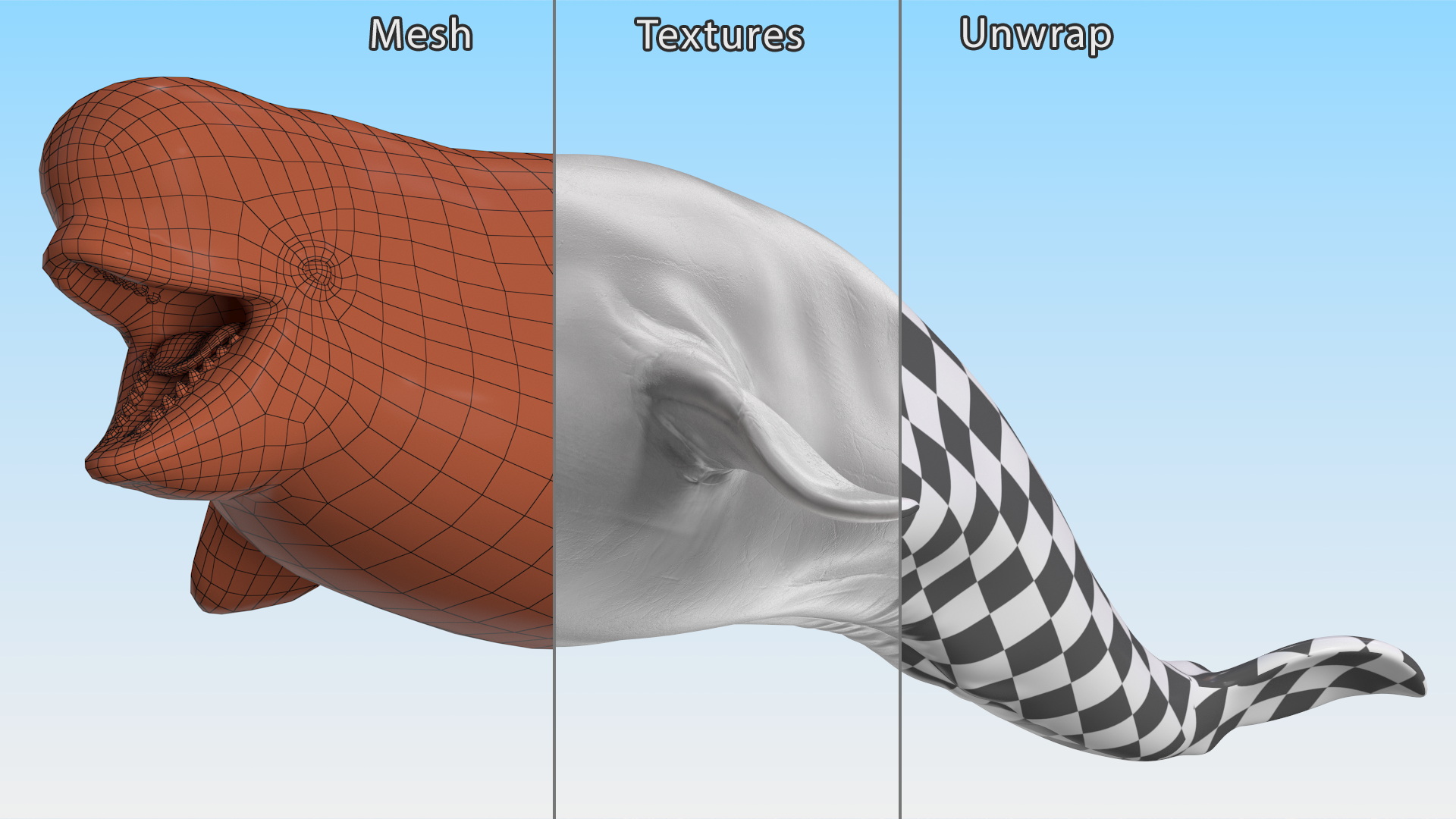 3D model Beluga Whale Young Rigged