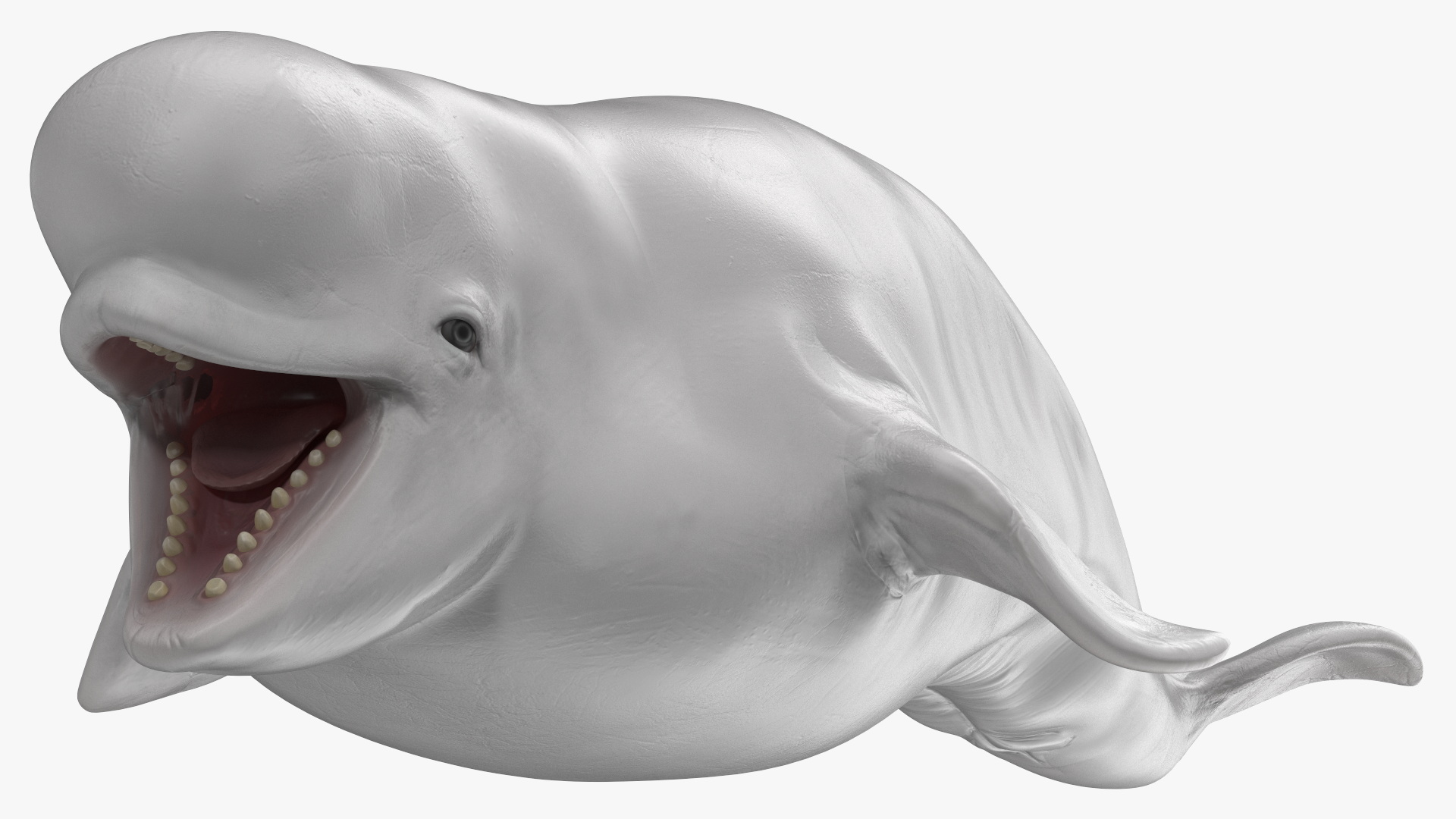 3D model Beluga Whale Young Rigged