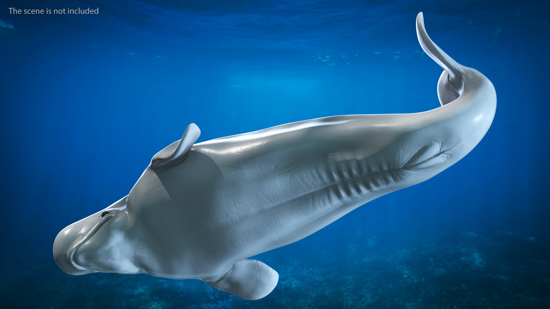 3D model Beluga Whale Young Rigged