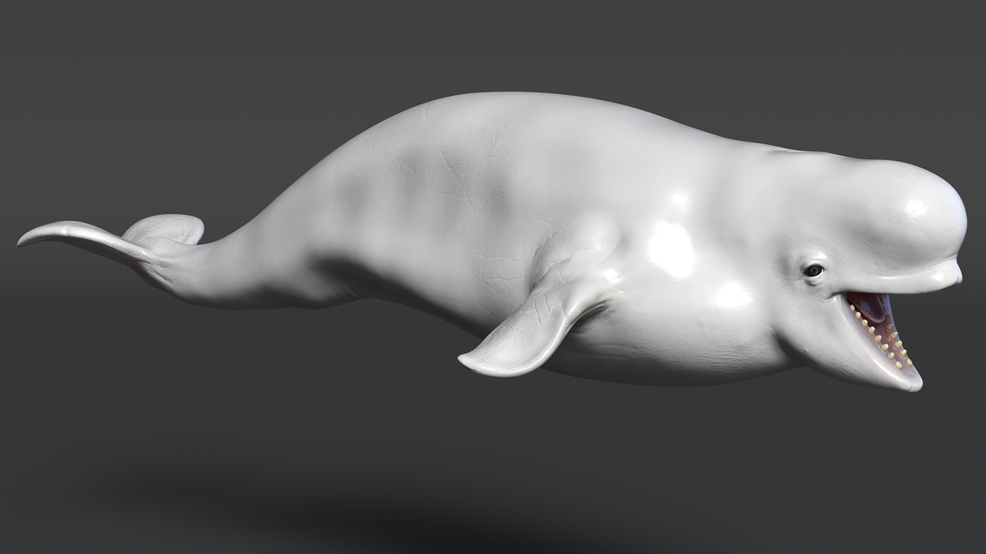 3D model Beluga Whale Young Rigged
