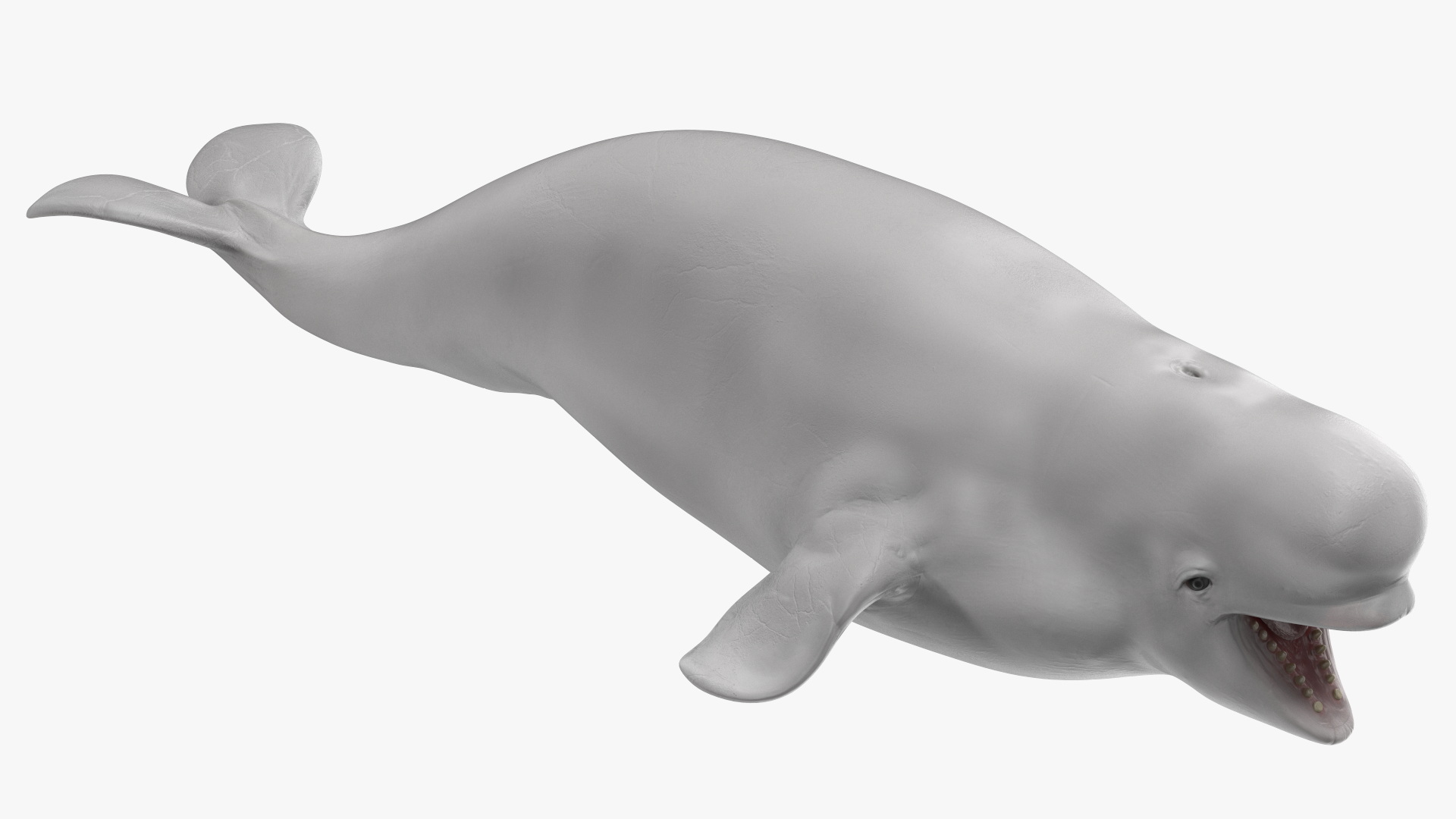 3D model Beluga Whale Young Rigged
