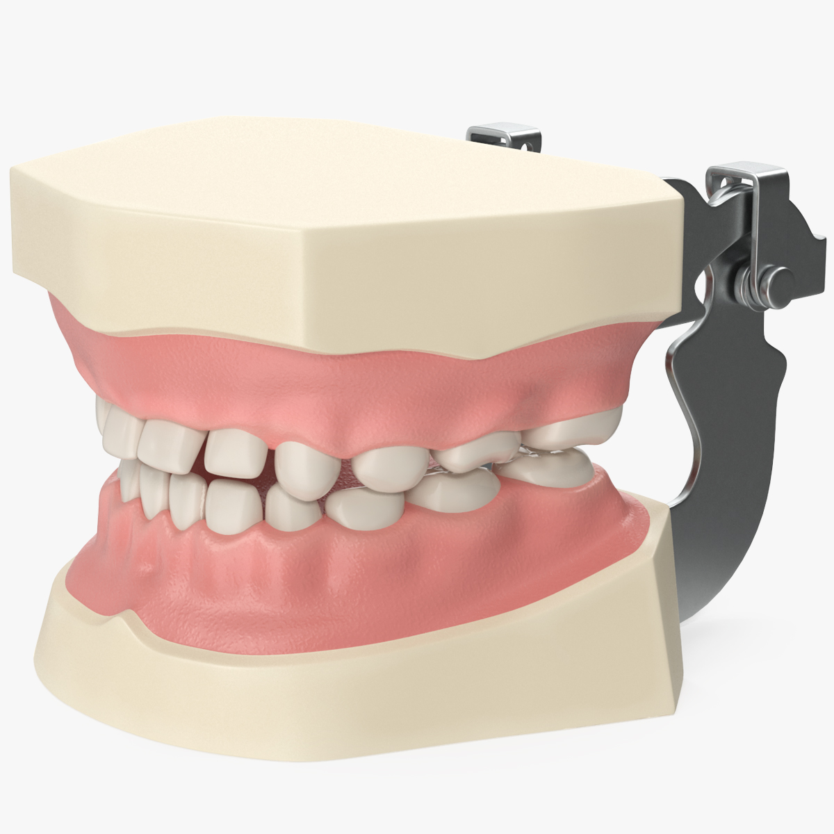 Dental Anatomy Educational Pediatric Kit with Removable Open Bite Teeth, view 6