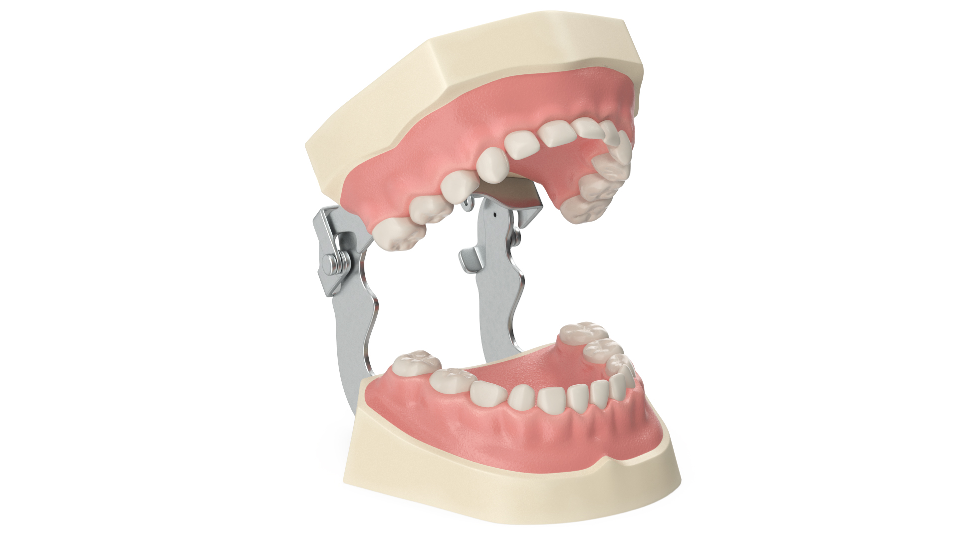 3D Dental Anatomy Educational Pediatric Kit with Removable Open Bite Teeth