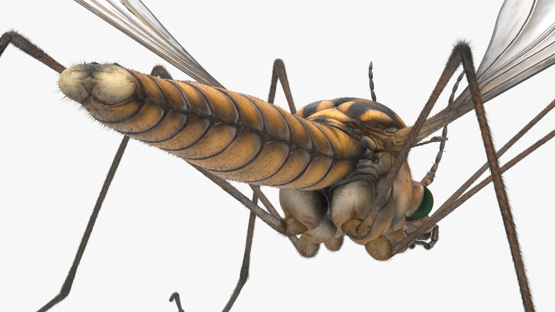 Crane Fly Mosquito Fur 3D
