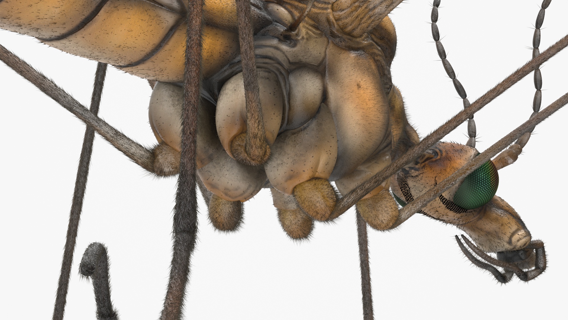 Crane Fly Mosquito Fur 3D