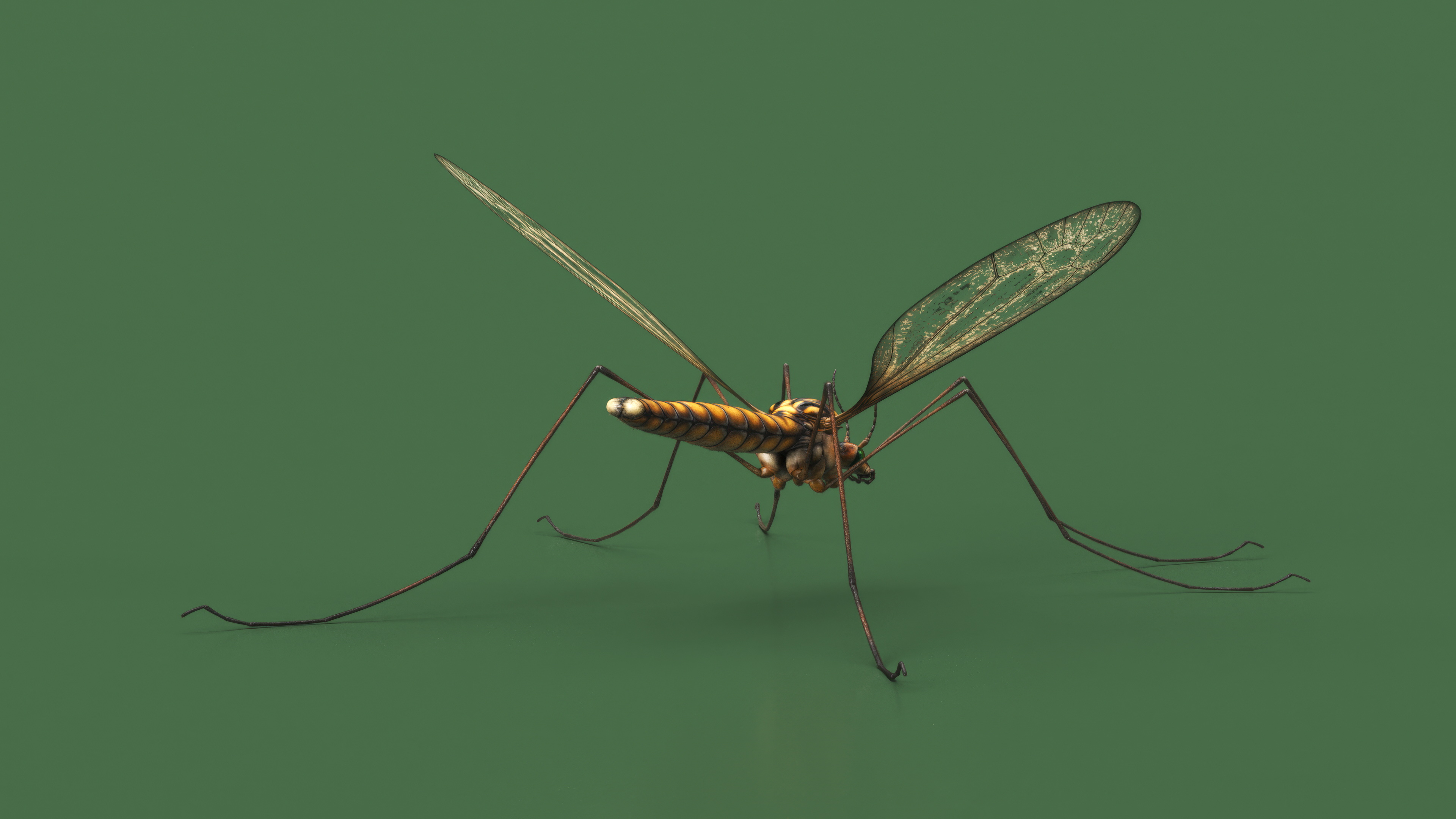 Crane Fly Mosquito Fur 3D