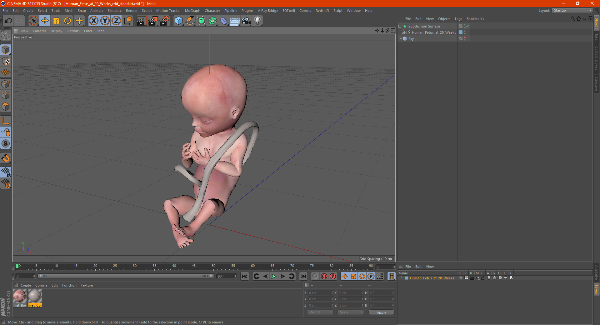 3D Human Fetus at 20 Weeks model