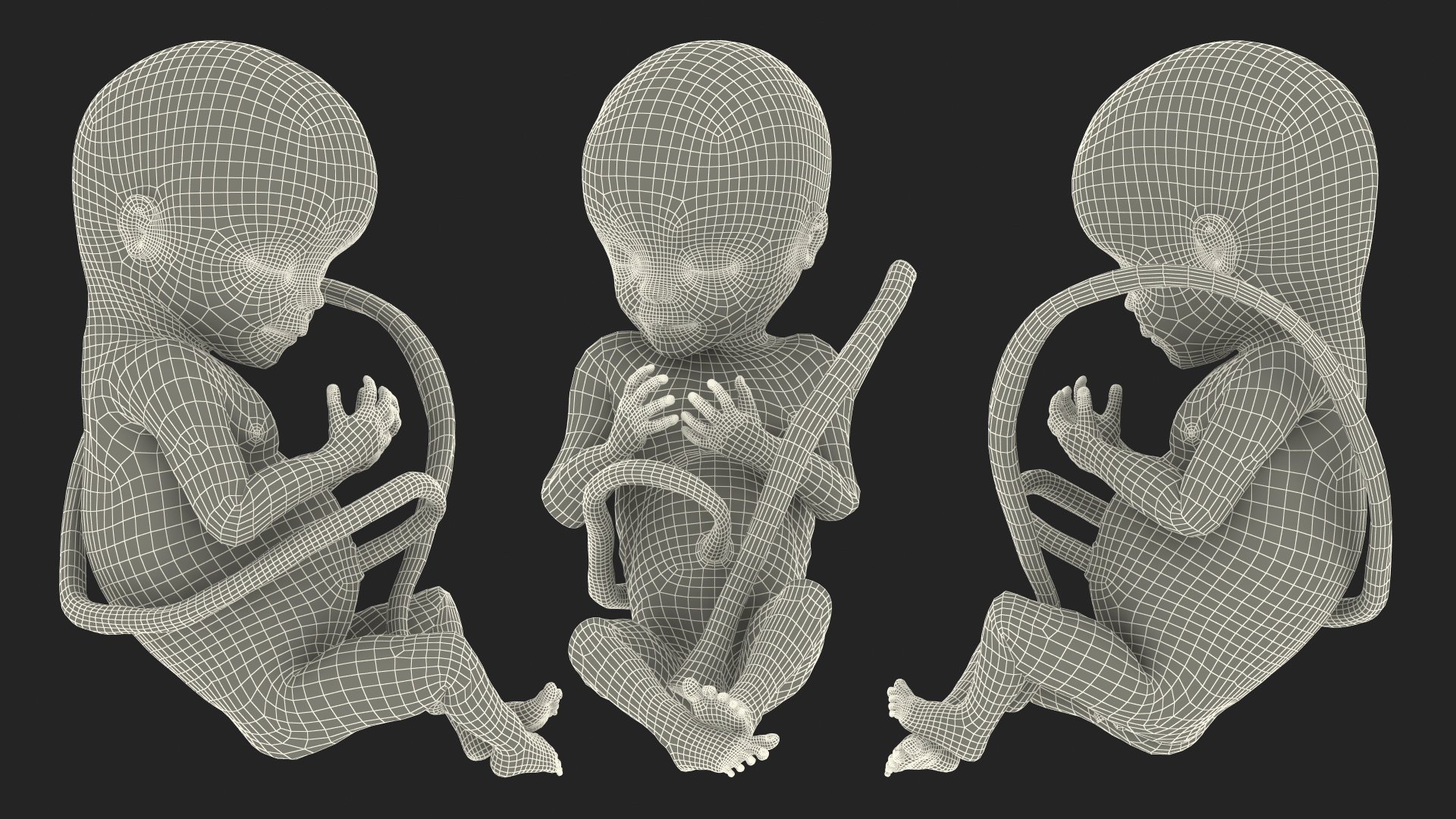 3D Human Fetus at 20 Weeks model