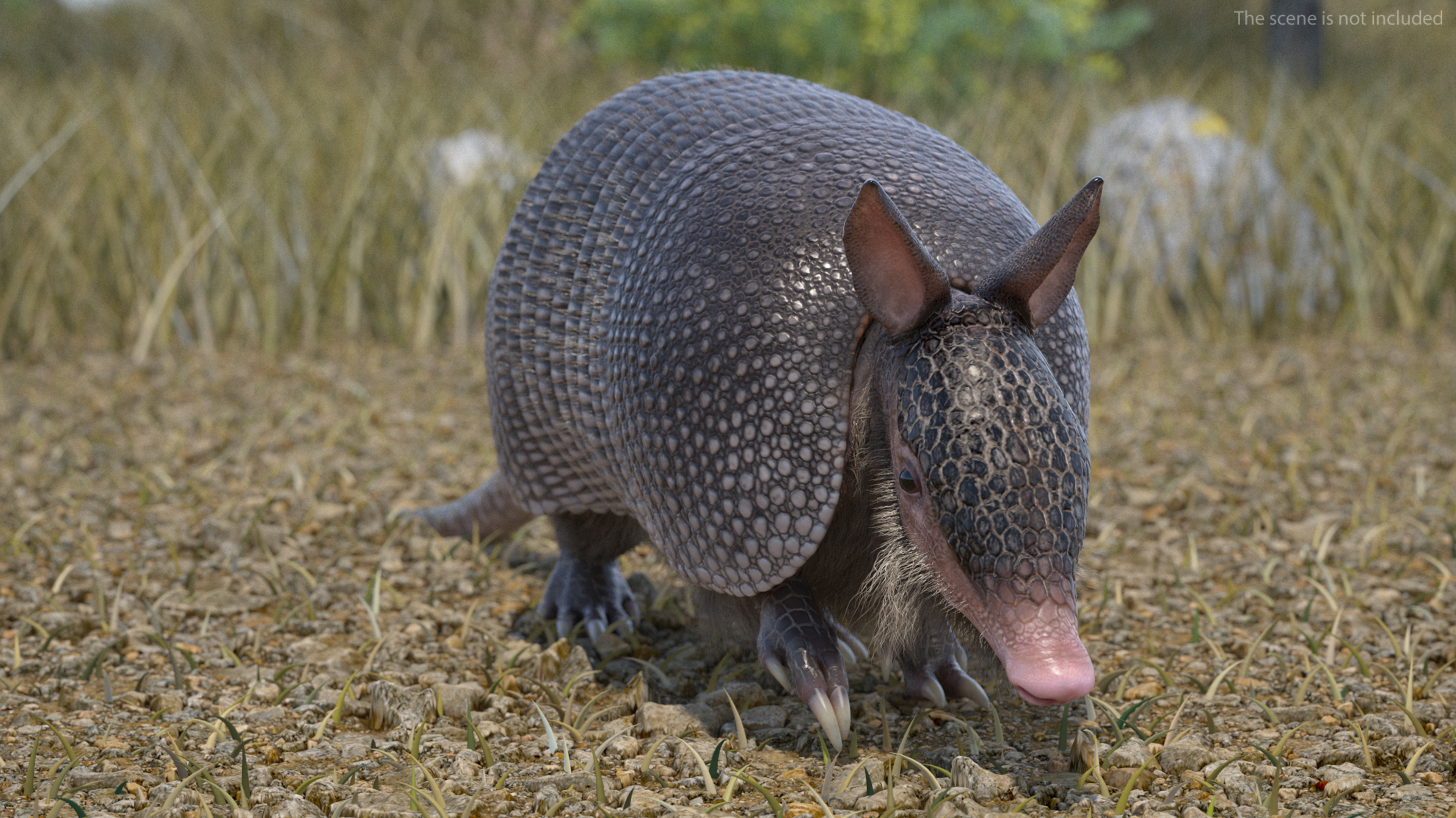 3D model Armadillo in Walking Pose Black Fur