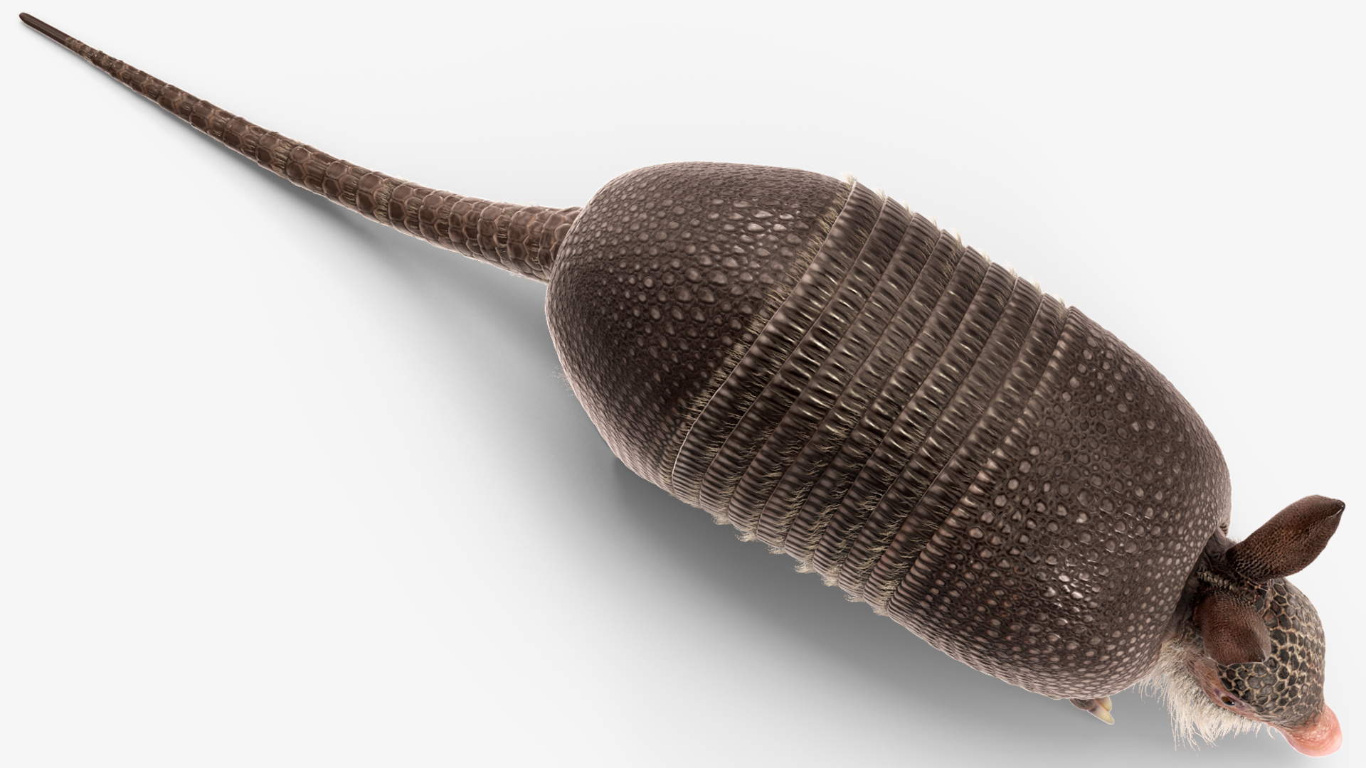 3D model Armadillo in Walking Pose Black Fur