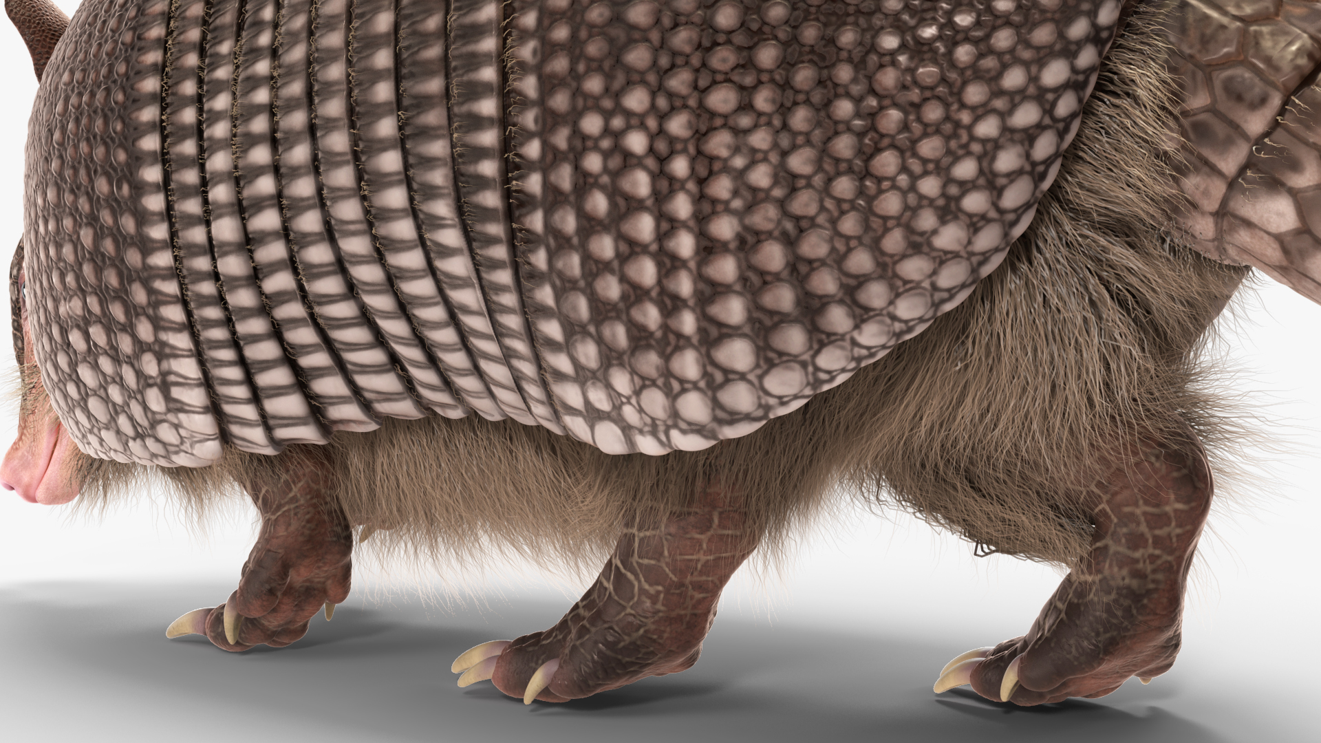 3D model Armadillo in Walking Pose Black Fur