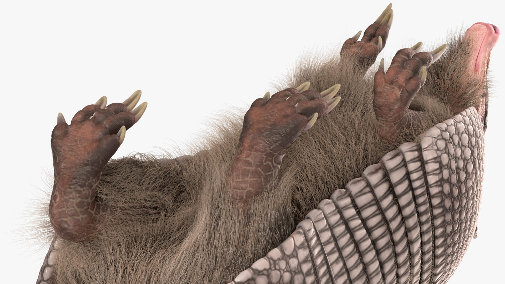 3D model Armadillo in Walking Pose Black Fur