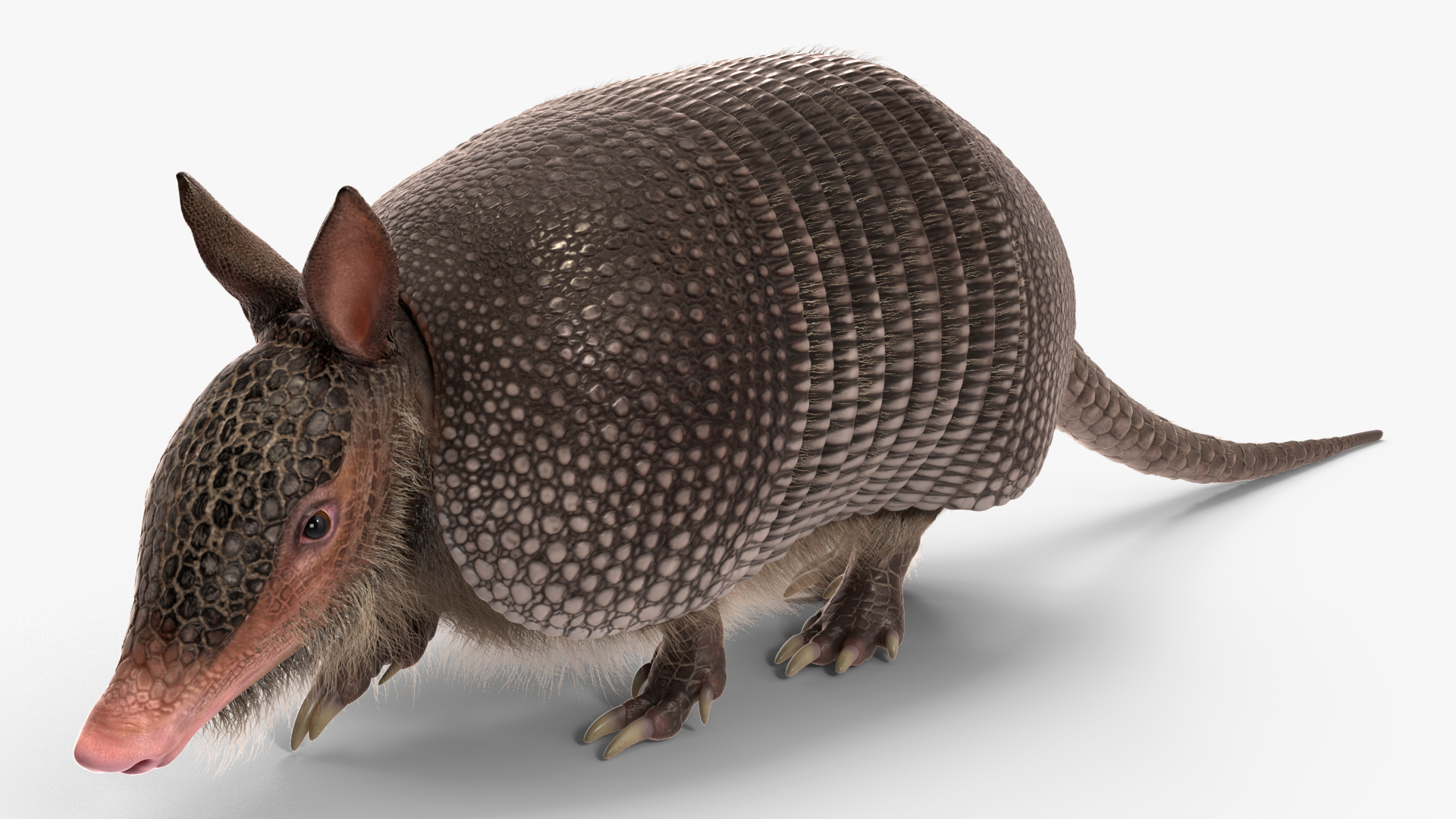 3D model Armadillo in Walking Pose Black Fur