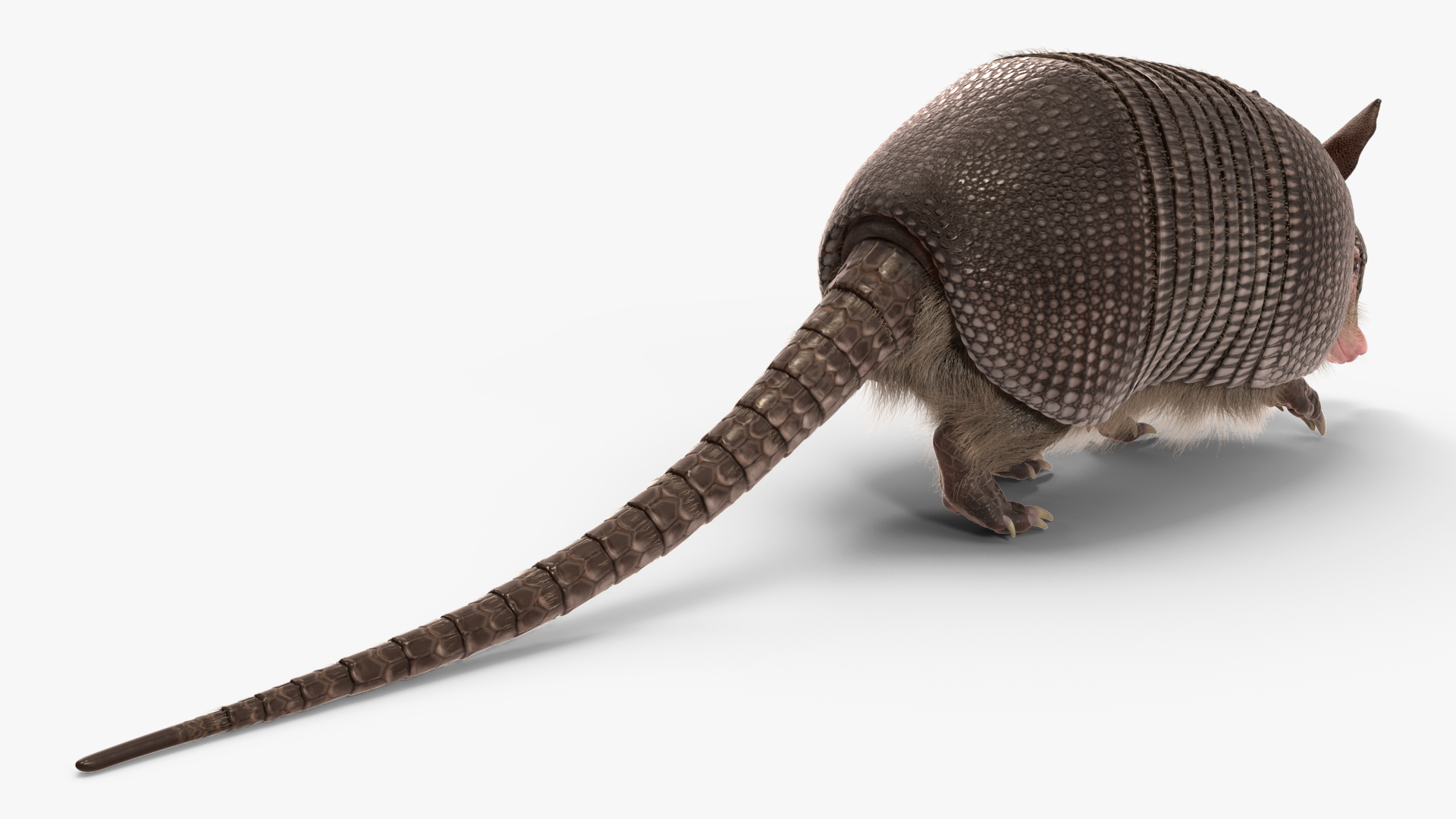 3D model Armadillo in Walking Pose Black Fur