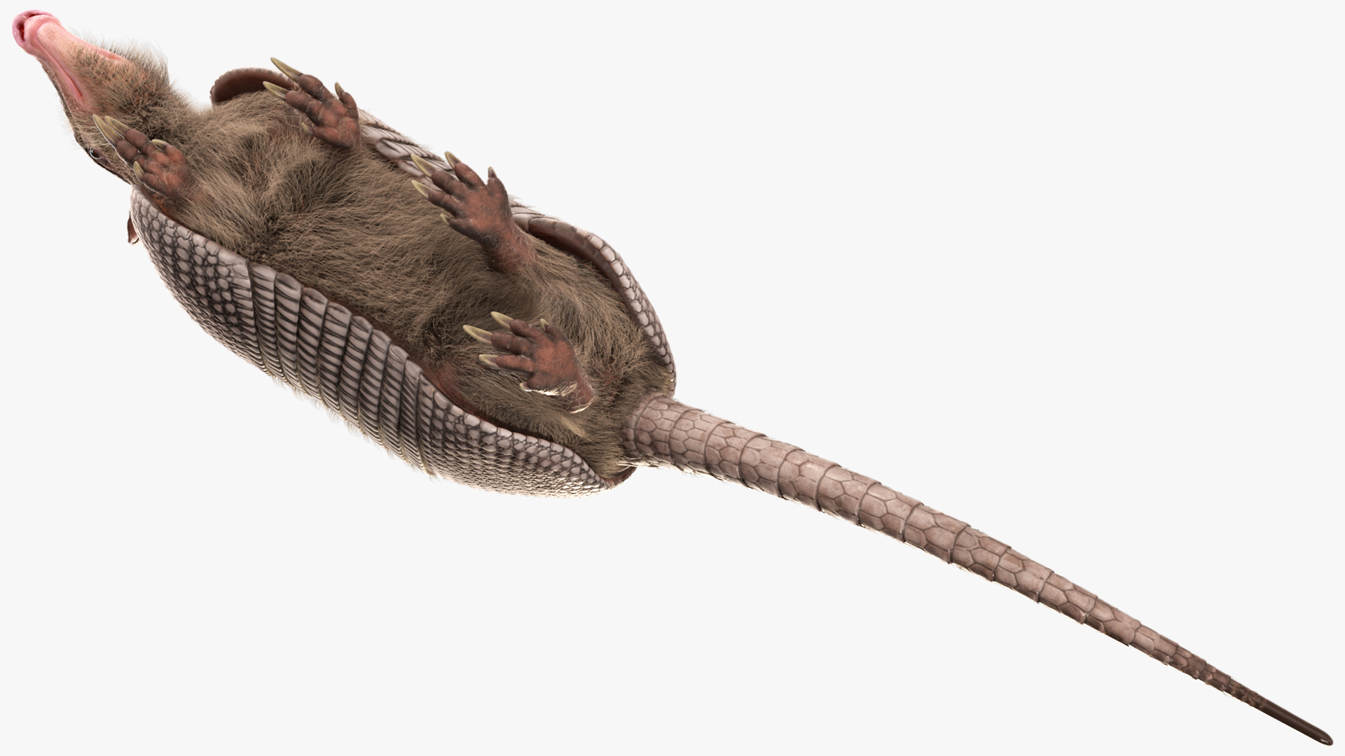 3D model Armadillo in Walking Pose Black Fur