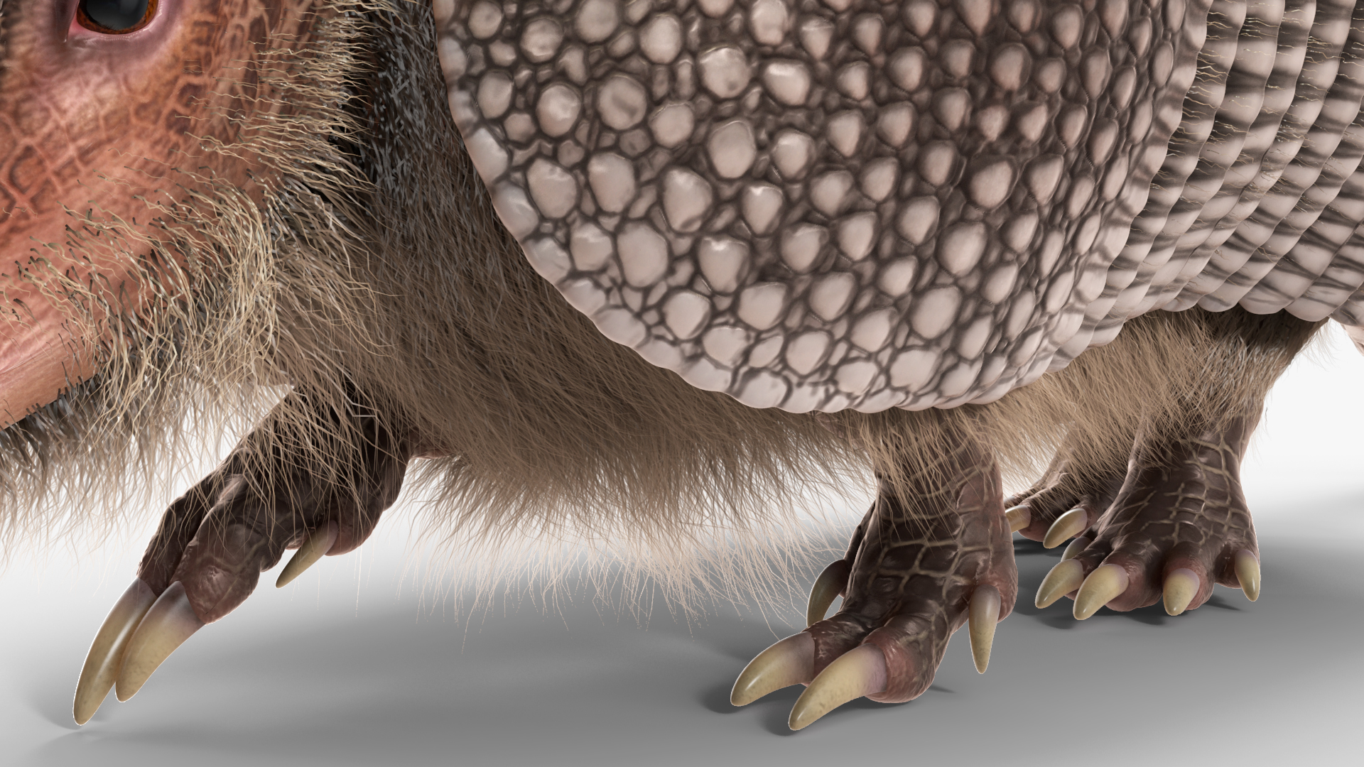 3D model Armadillo in Walking Pose Black Fur
