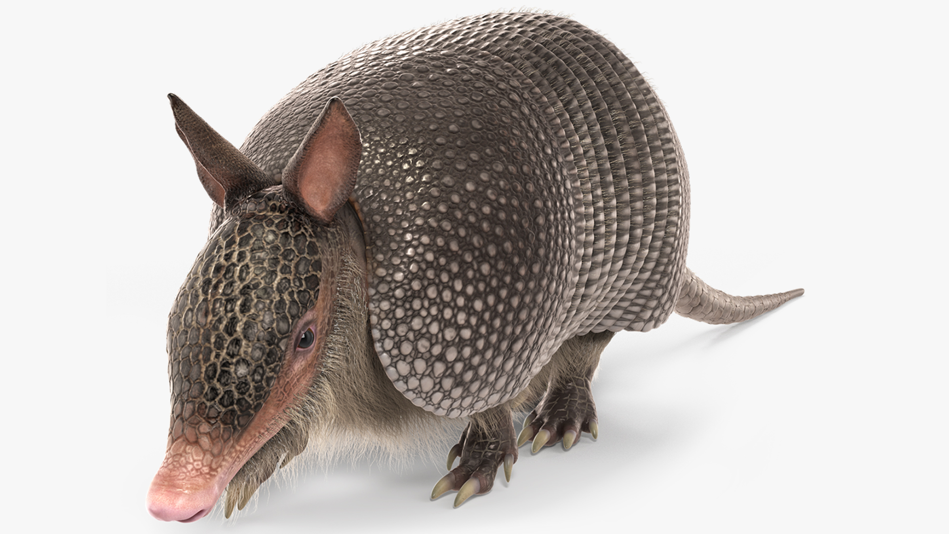 3D model Armadillo in Walking Pose Black Fur