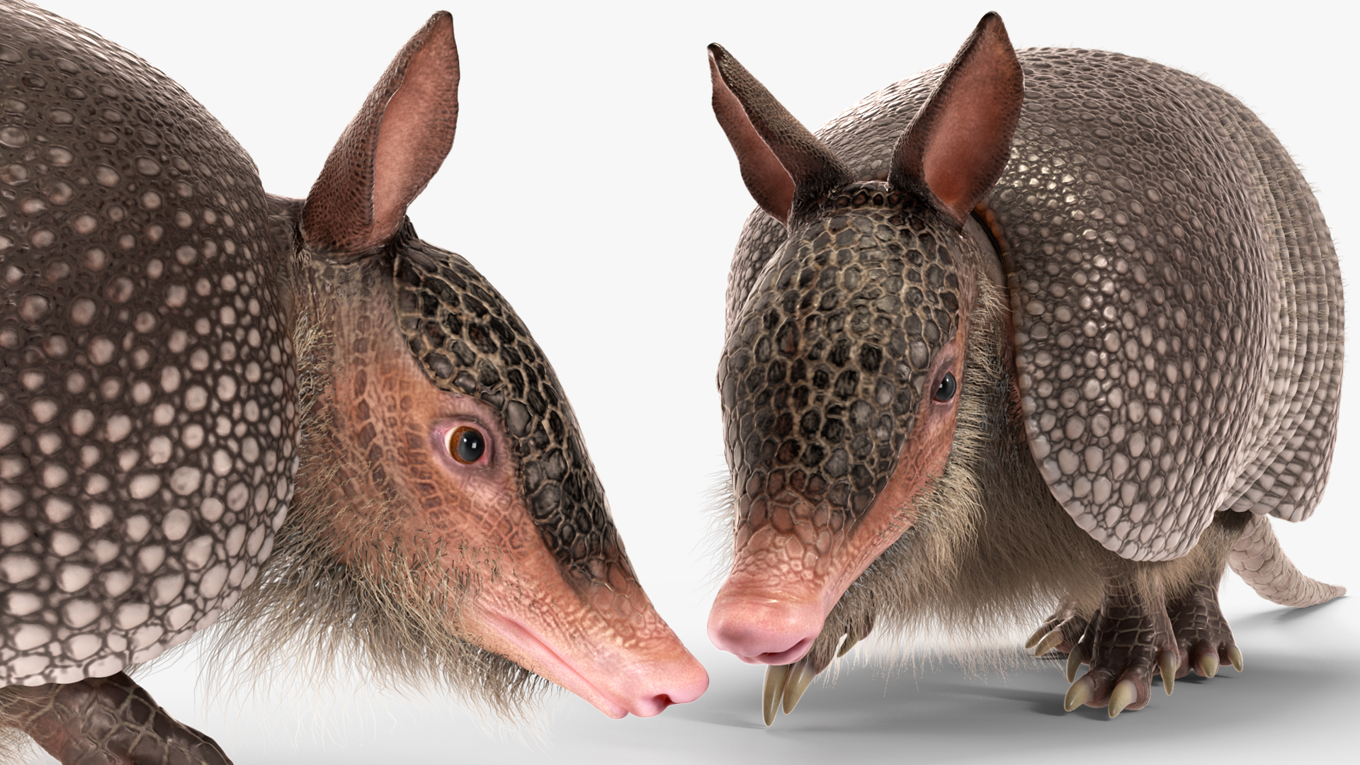 3D model Armadillo in Walking Pose Black Fur