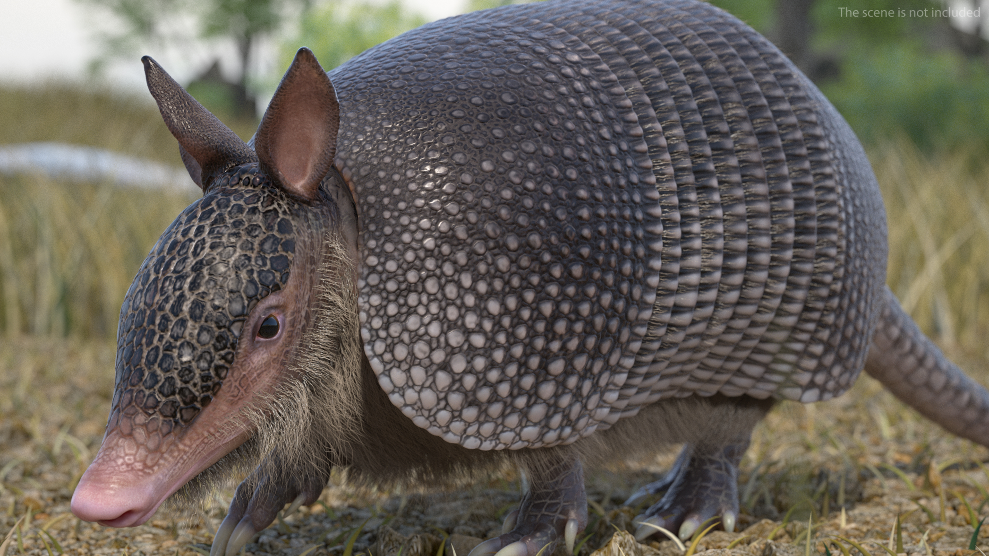 3D model Armadillo in Walking Pose Black Fur