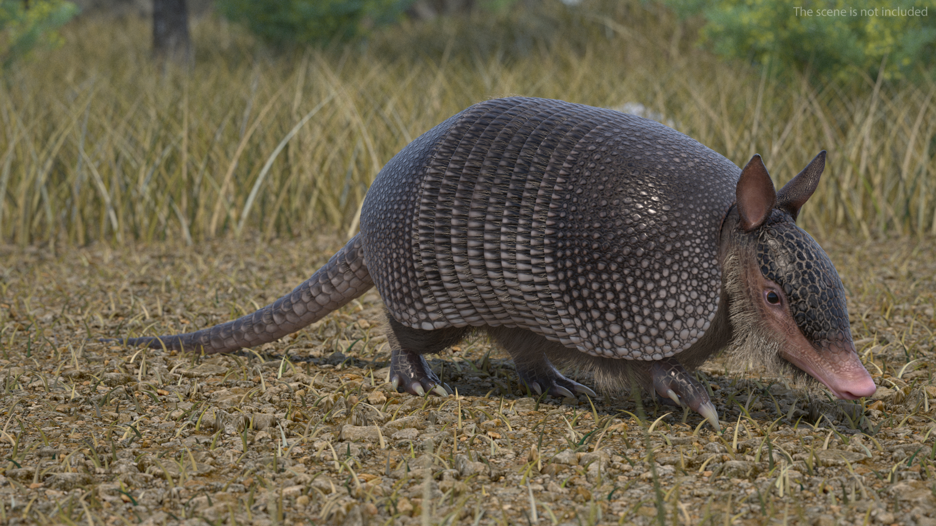 3D model Armadillo in Walking Pose Black Fur