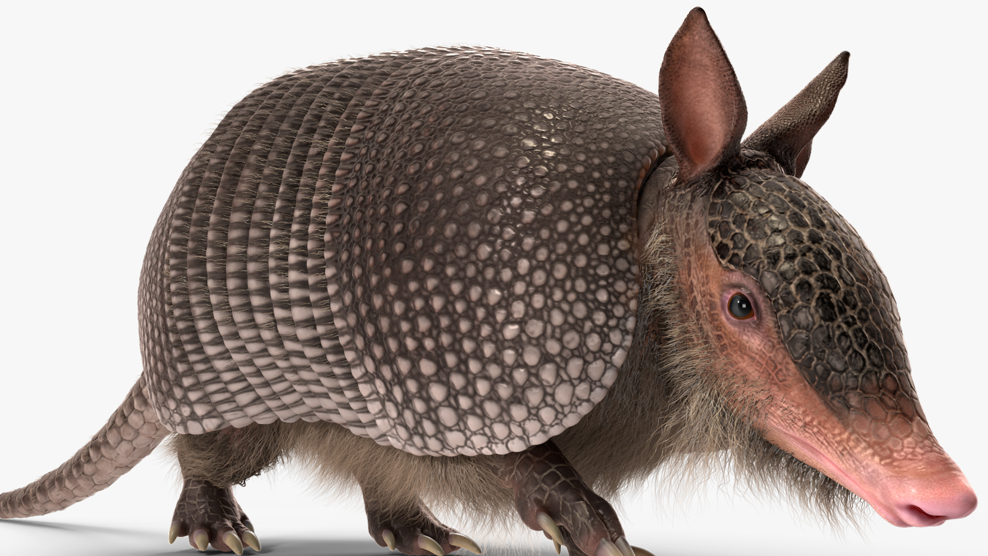3D model Armadillo in Walking Pose Black Fur