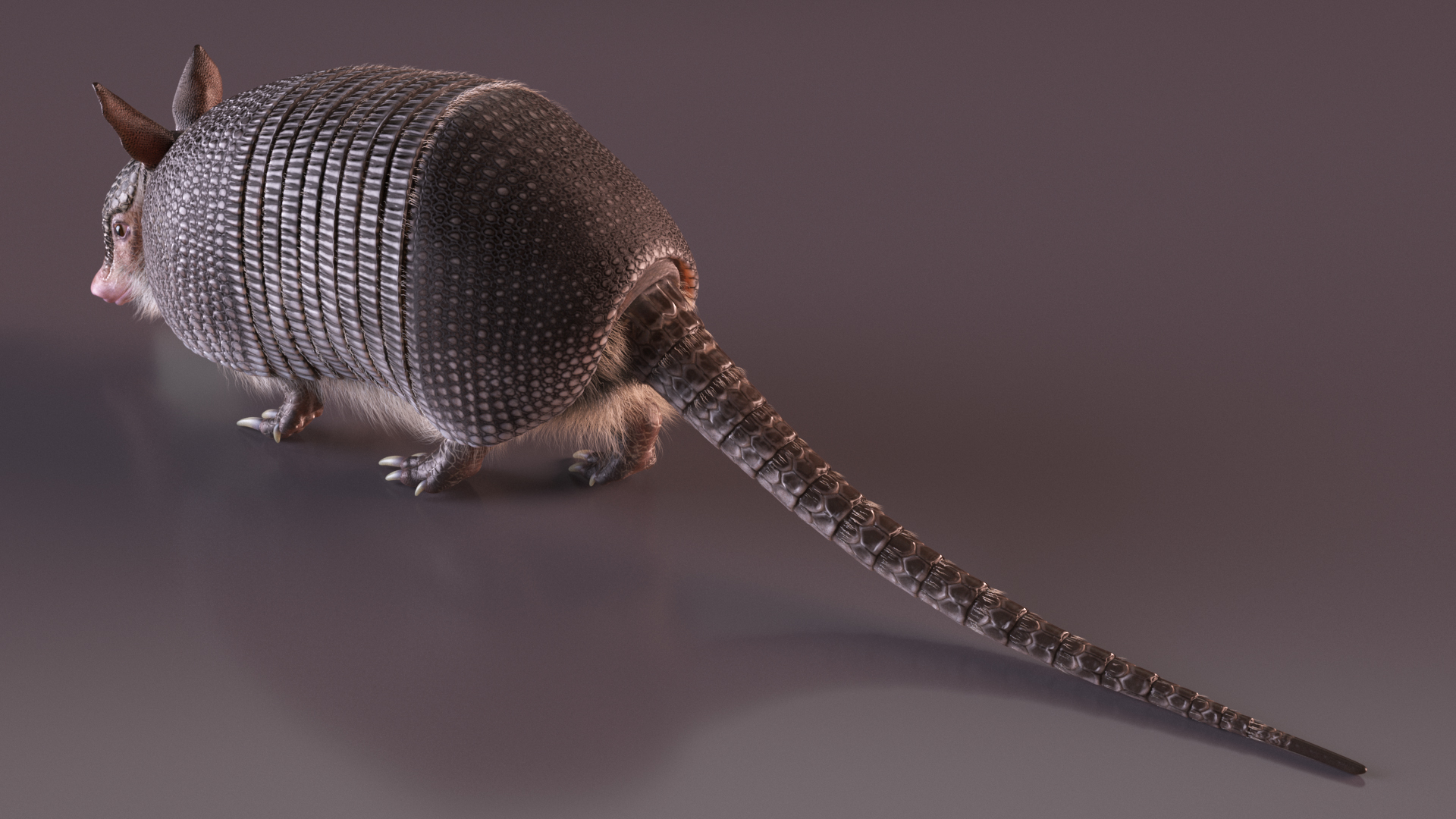 3D model Armadillo in Walking Pose Black Fur