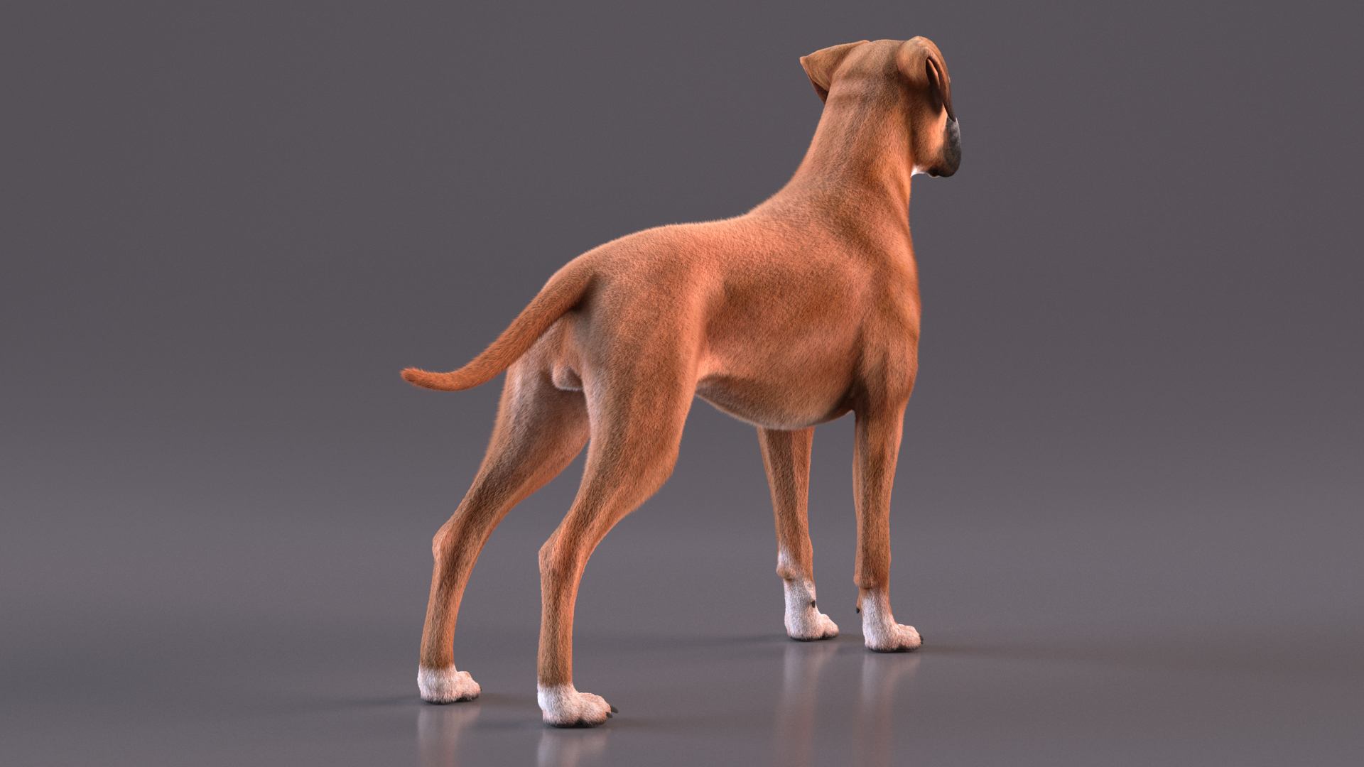 3D Boxer Dog Fur model