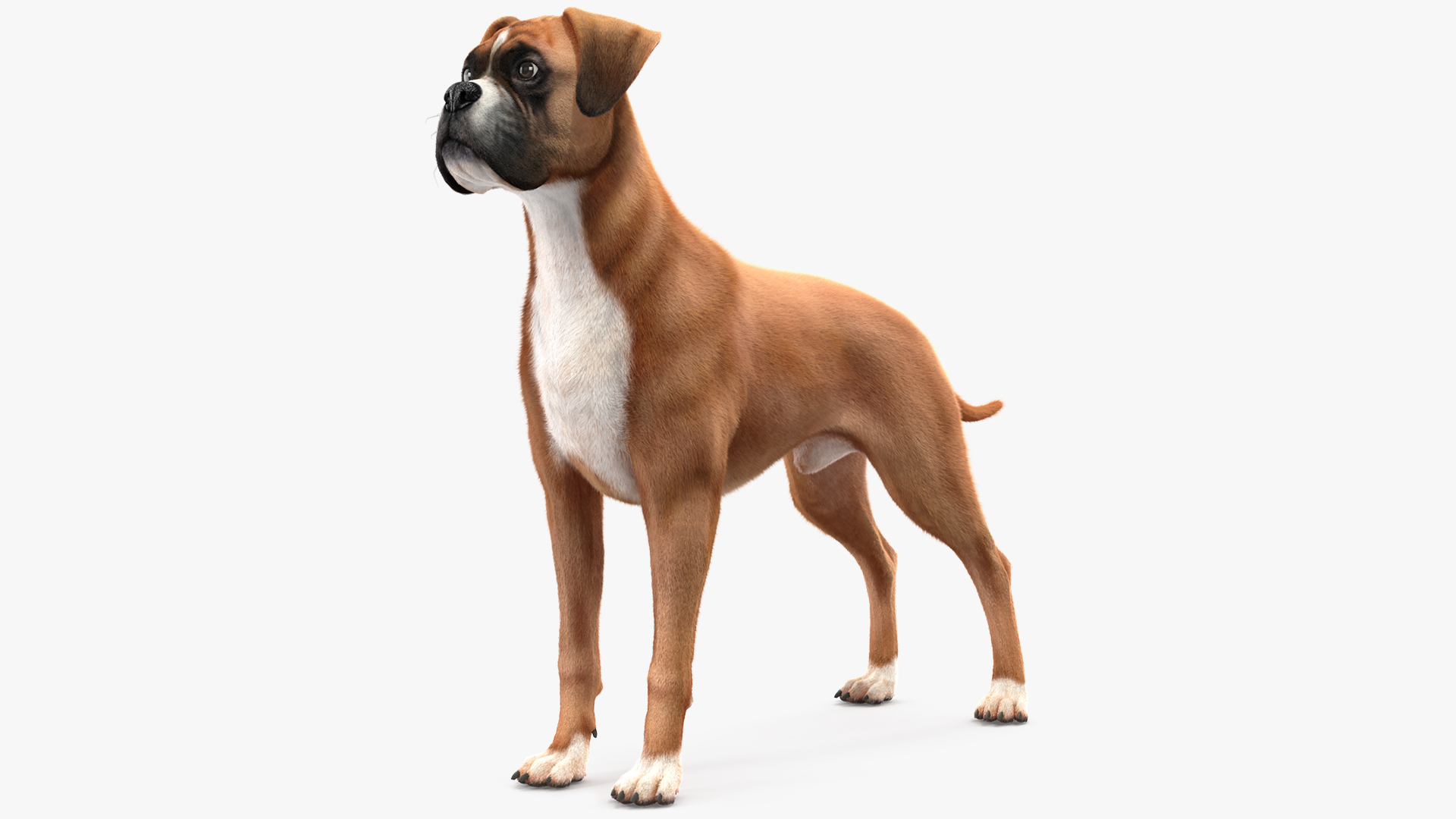 3D Boxer Dog Fur model