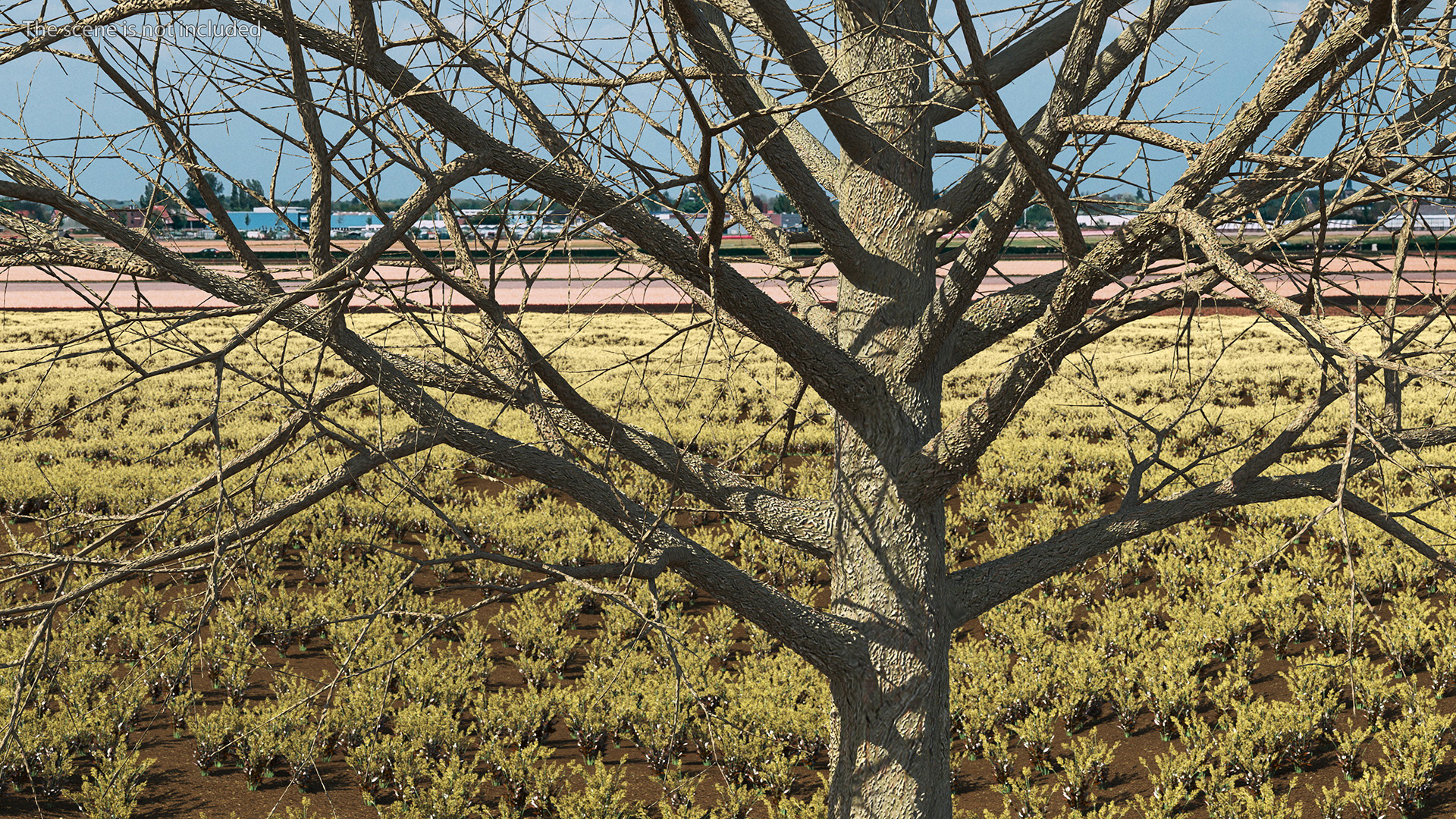Bare Winter Maple Tree 3D