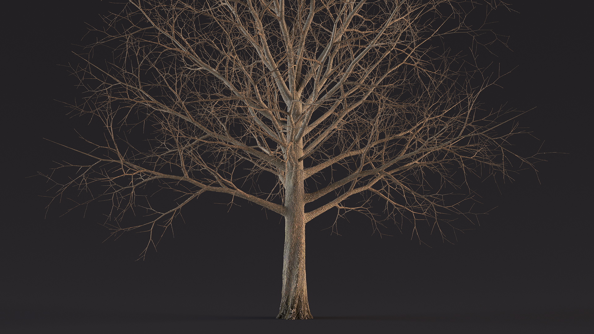 Bare Winter Maple Tree 3D