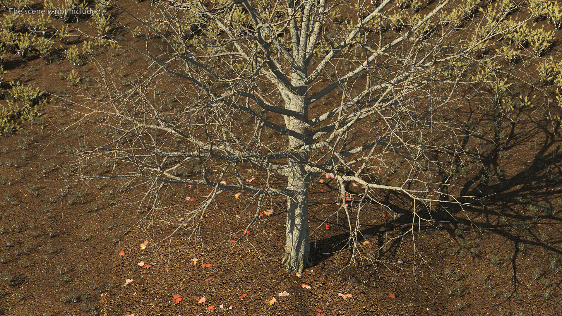 Bare Winter Maple Tree 3D