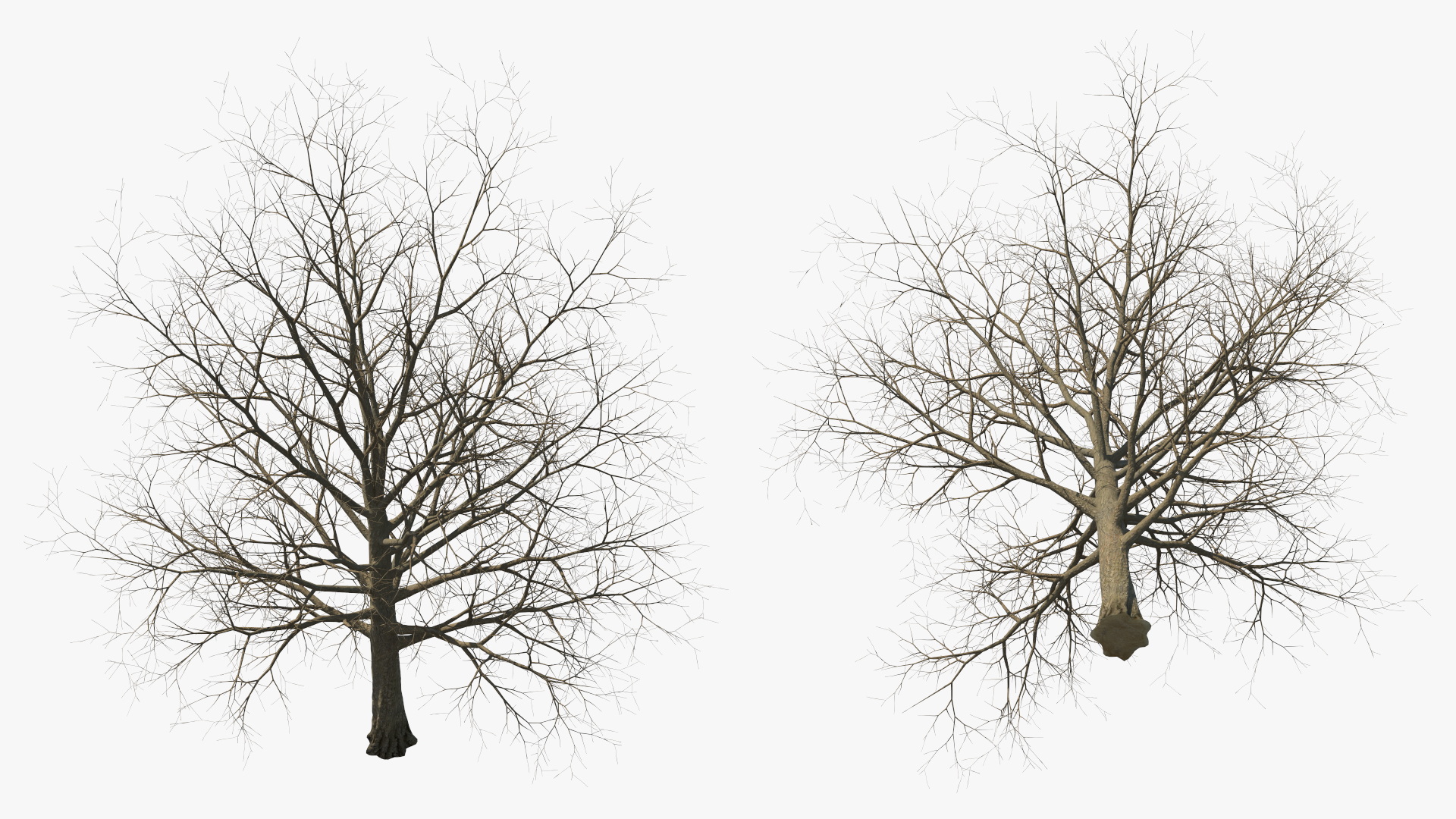 Bare Winter Maple Tree 3D