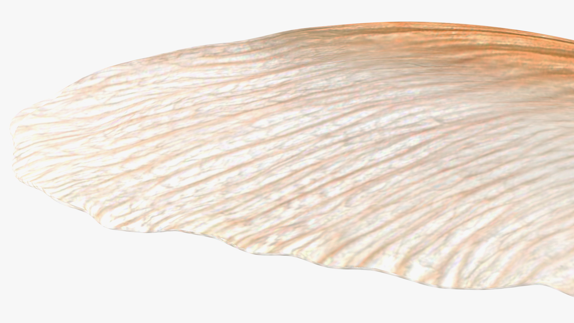 3D model Dry Maple Seeds